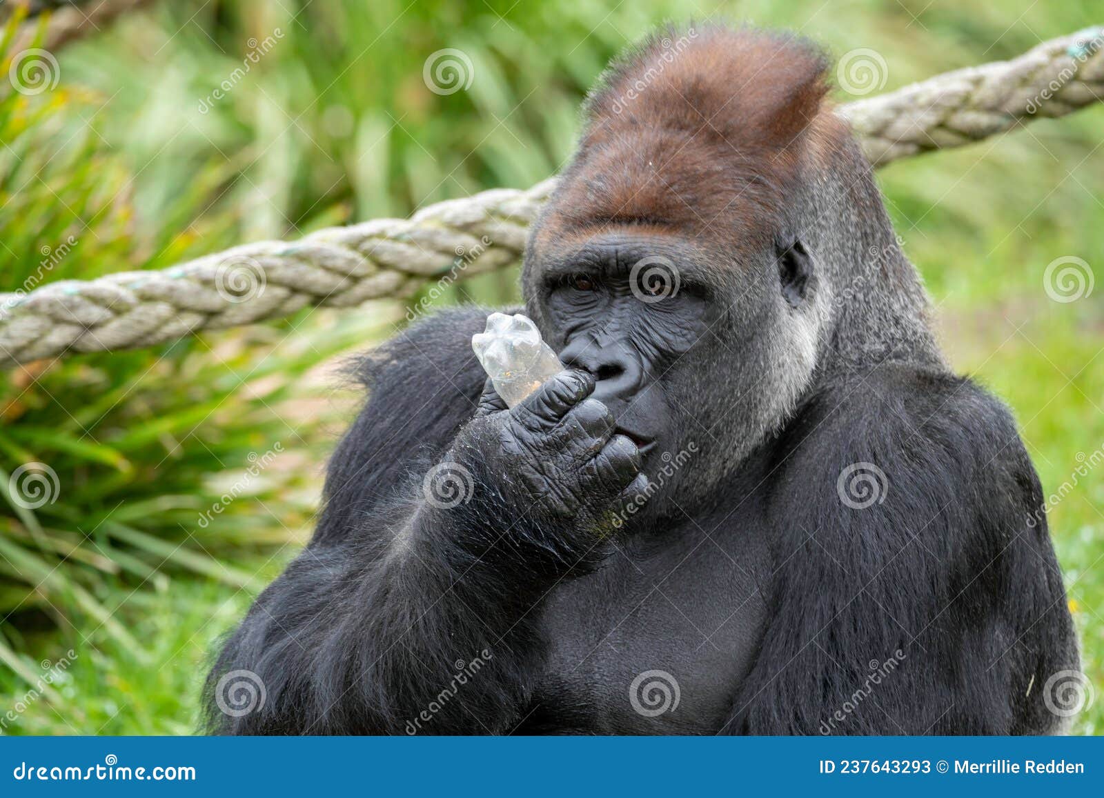 Gorilla Food Pellets Essential Nutrition for Primates in Captivity Gorilla Food Pellets Essential Nutrition for Primates in Captivity