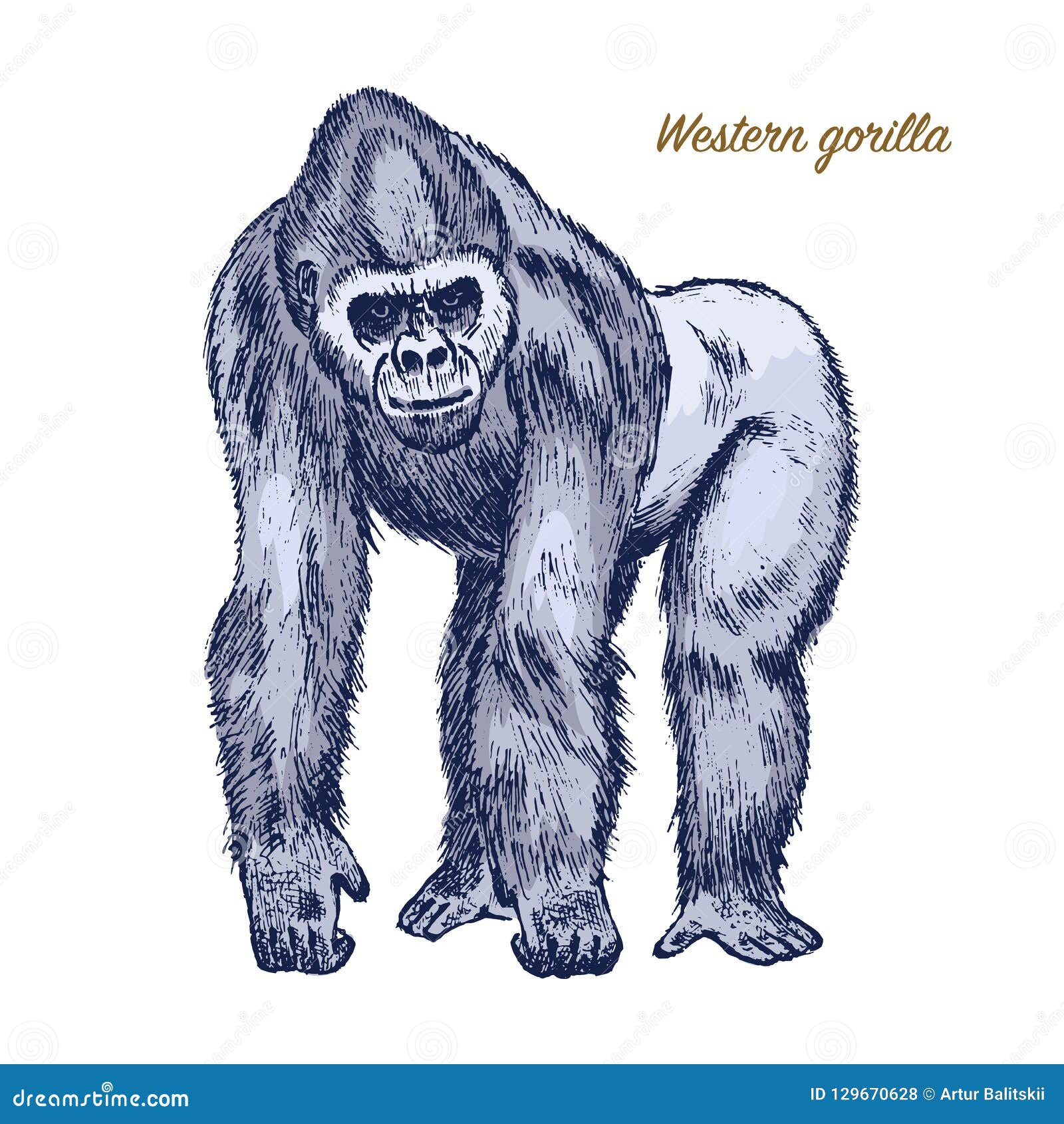 western or mountain gorilla. big monkey or primate. hand drawn, engraved wild animal in vintage or retro style, zoology