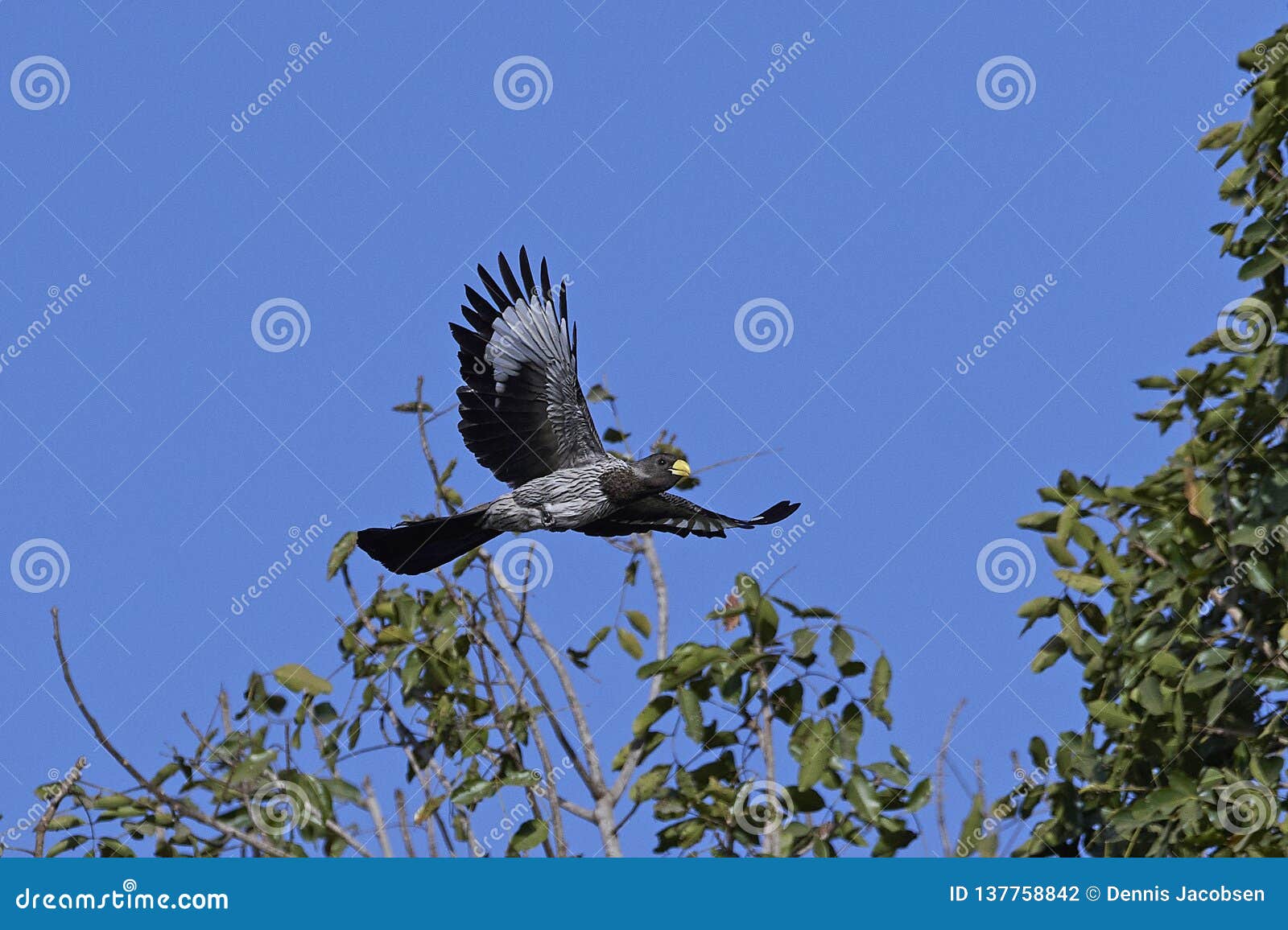 western plantain-eater crinifer piscator