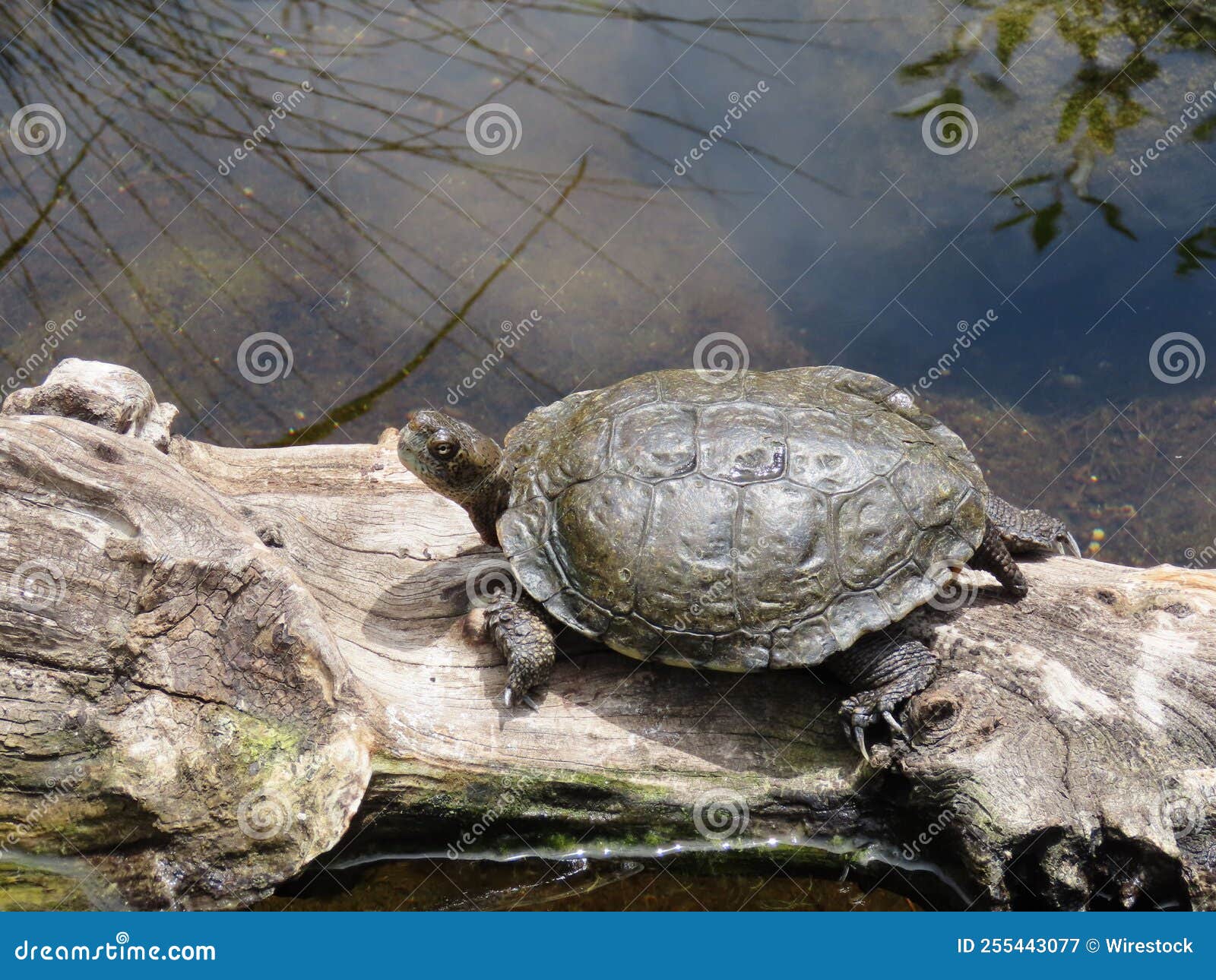 Western Pond Turtle Basking on a Log Floating on Water Stock Image