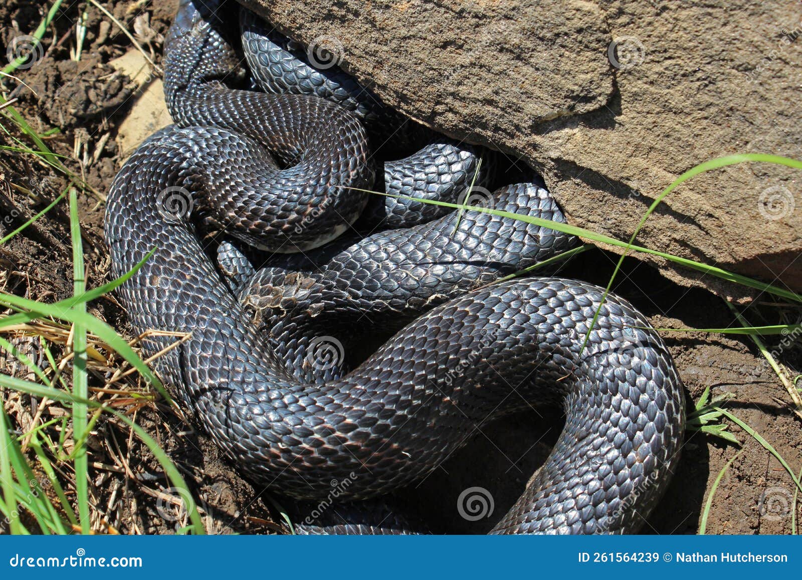 Black rat snake oklahoma