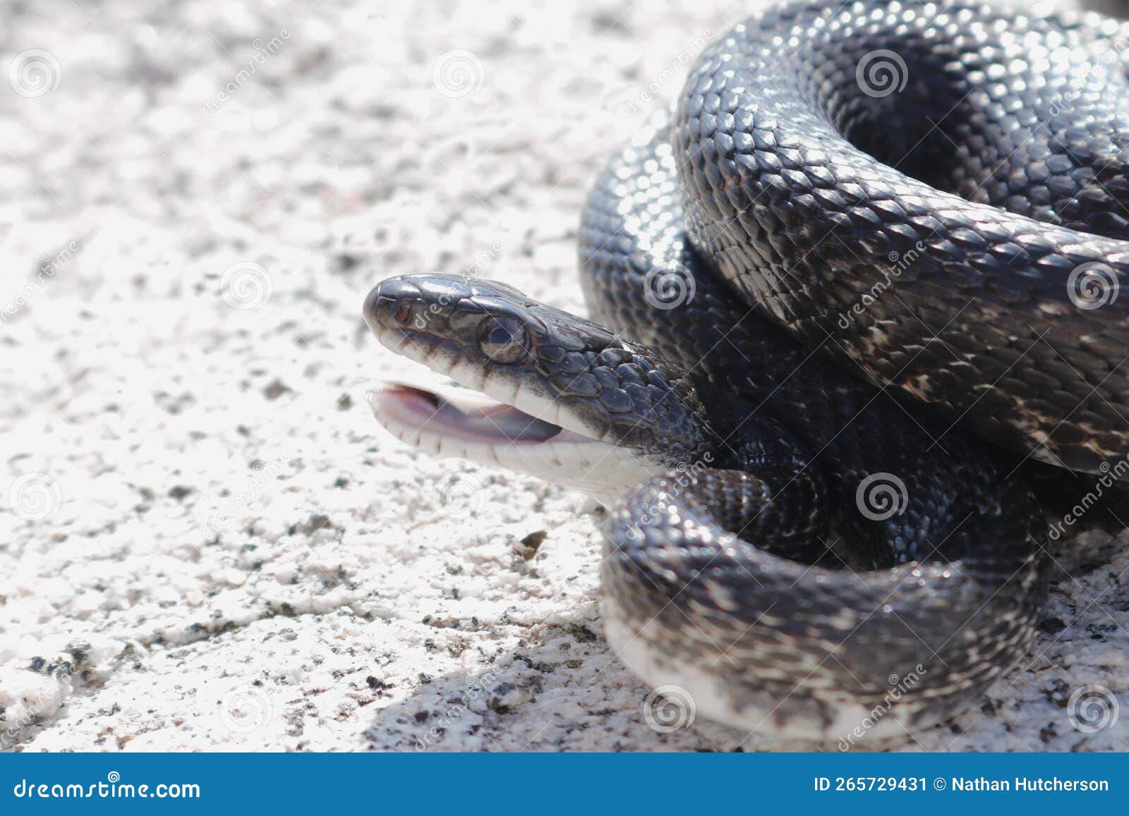 Black rat snake oklahoma