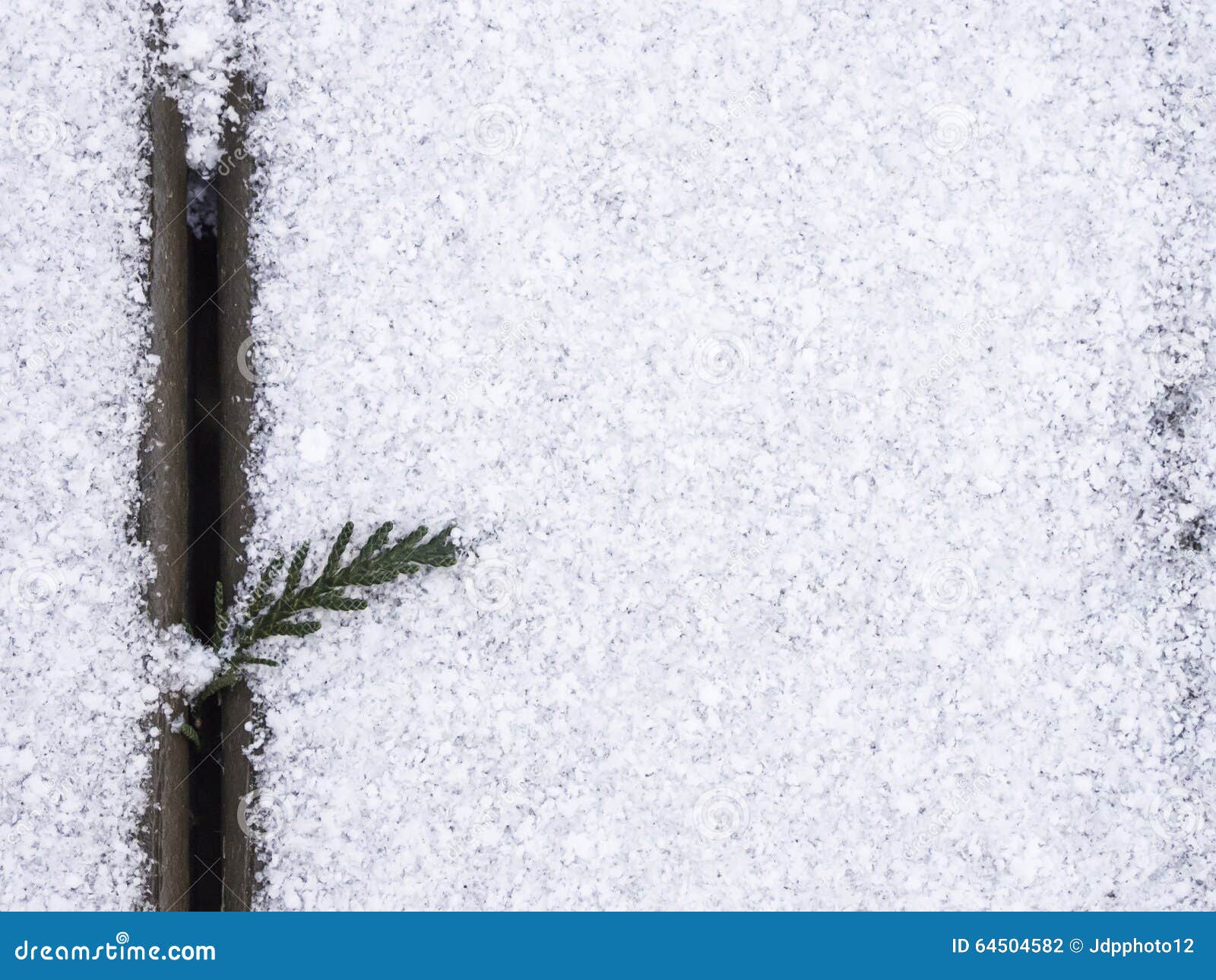 Western Red Cedar Leaves in Vertical Crack Stock Photo Image of cedar
