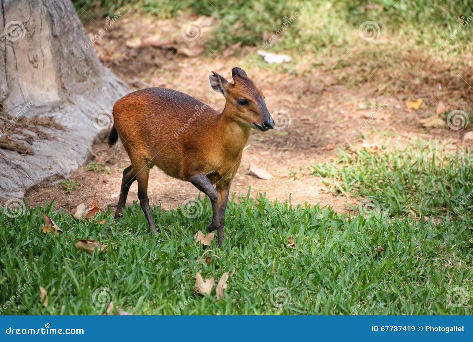a western red flanked duiker