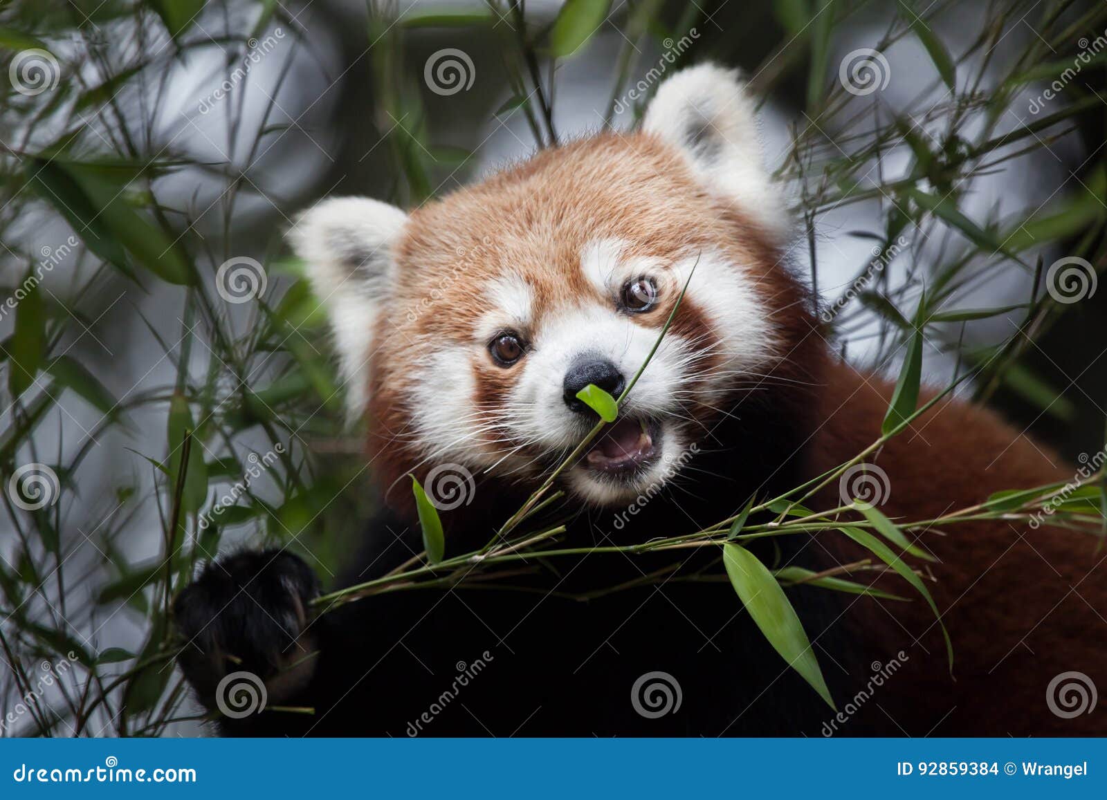 western red panda ailurus fulgens fulgens