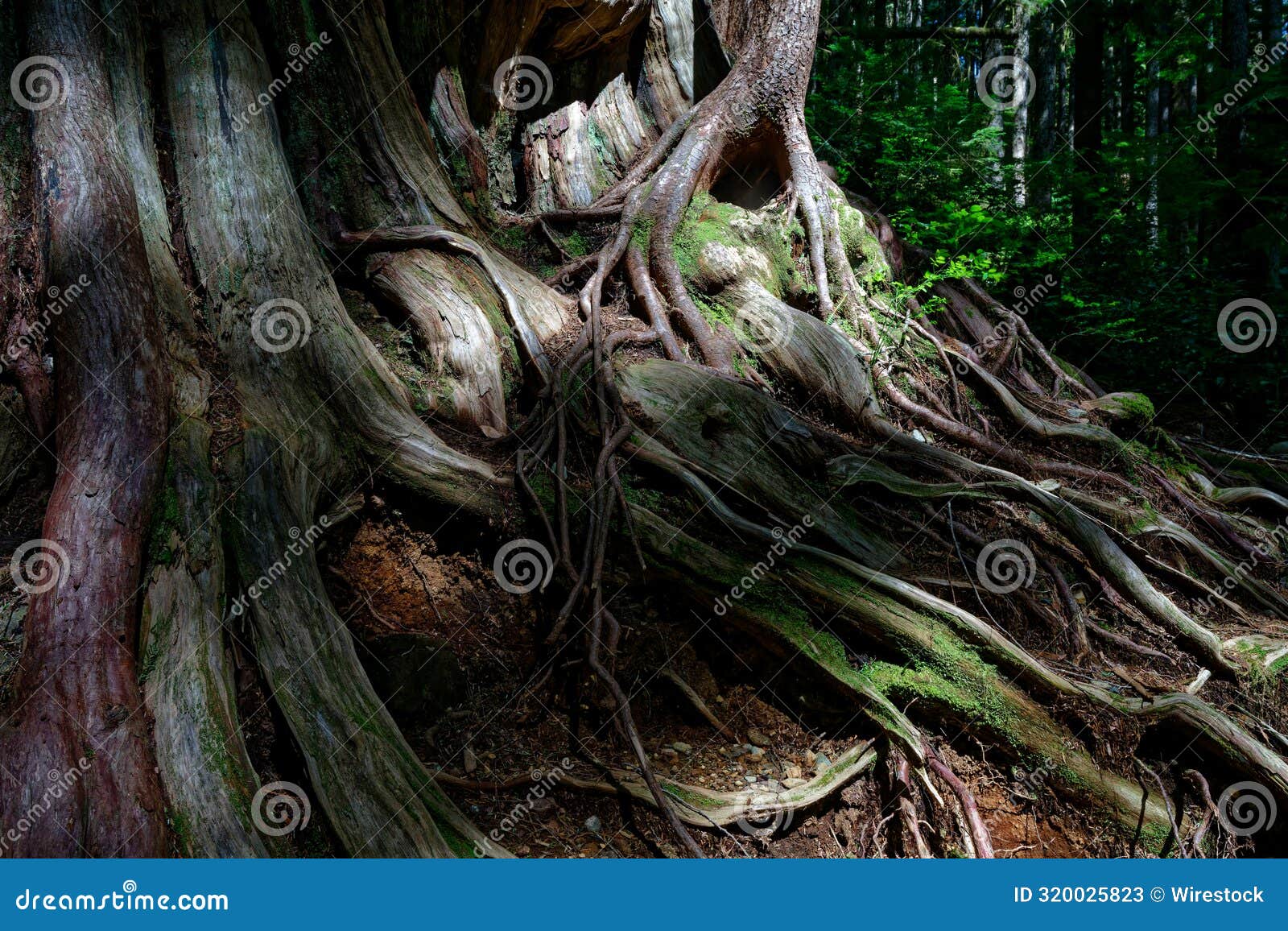 Western Redcedar Roots in Avatar Grove, Port Renfrew, British Columbia ...