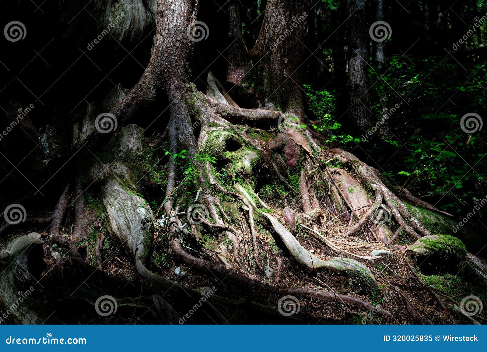 Western Redcedar Roots in Avatar Grove, Port Renfrew, British Columbia ...