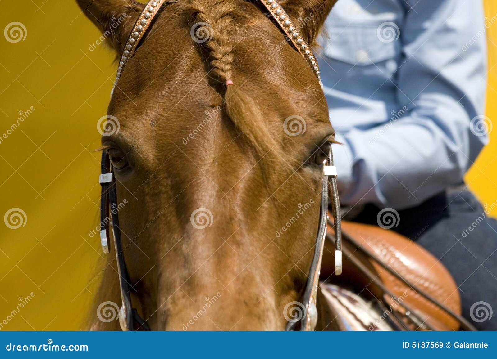 Western Riding Equipment Detail Stock Image Image of reins, leather