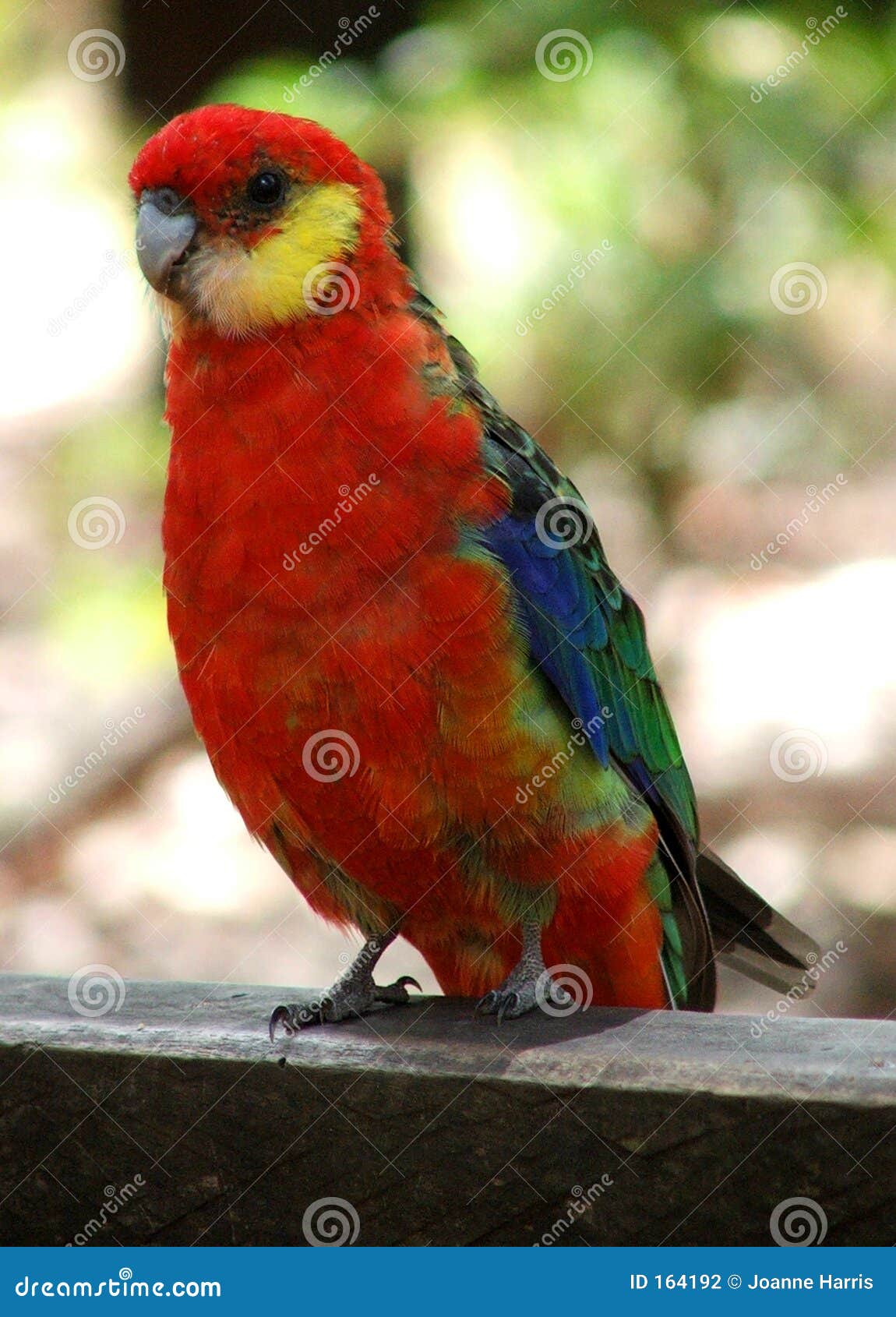 western rosella