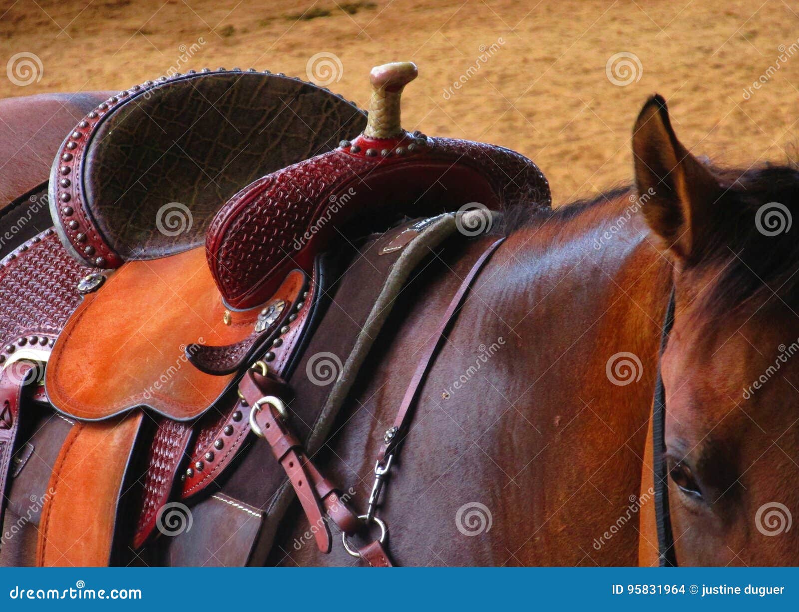 Western saddle on a horse stock photo. Image of ocala 95831964