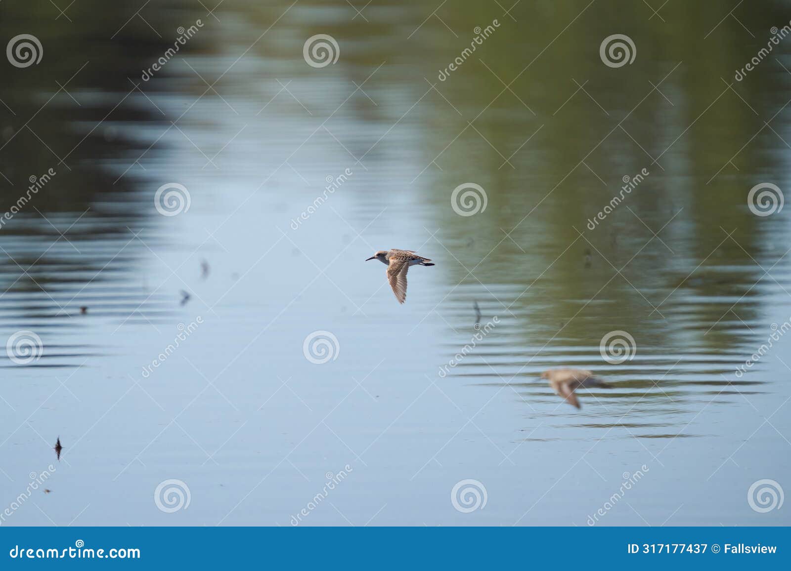 western sandpiper flying at lakeside