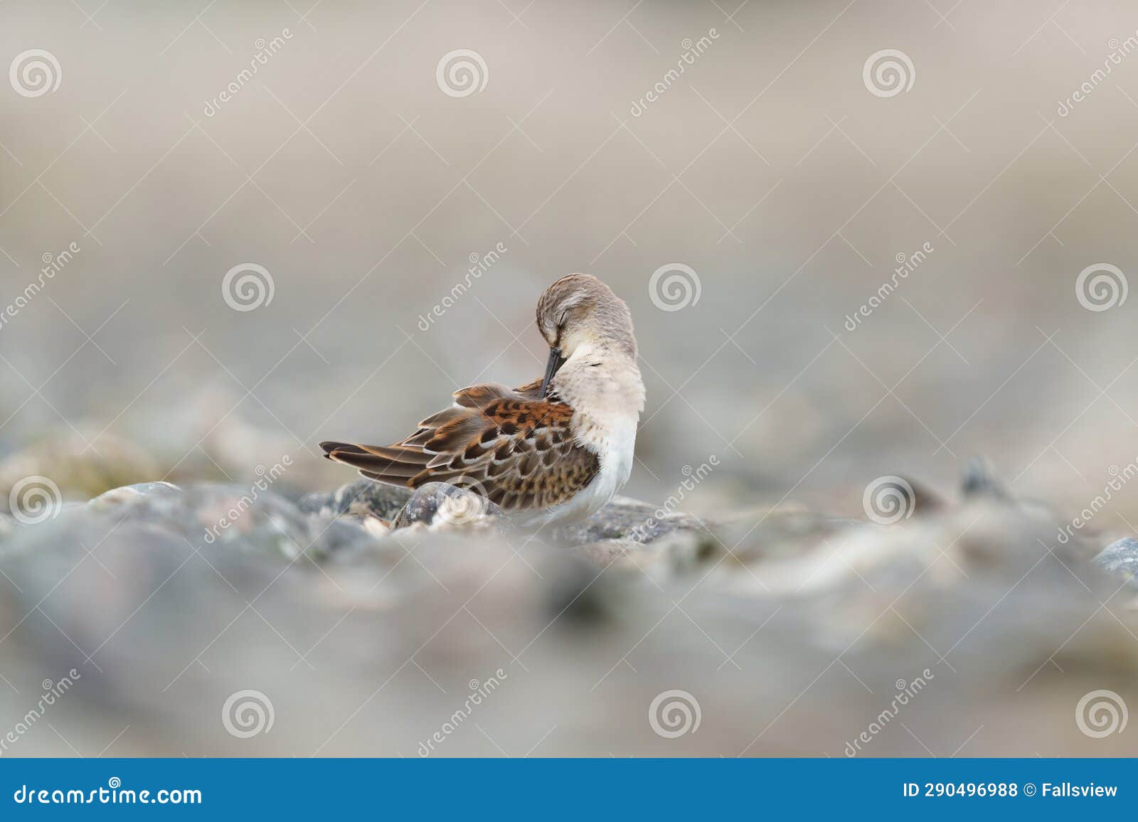 western sandpiper resting at seaside beach