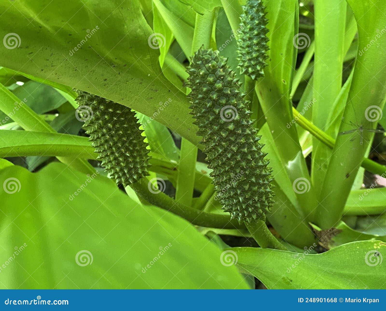 western skunk cabbage / lysichiton americanus / swamp lantern, american skunk-cabbage or amerikanischer stinktierkohl