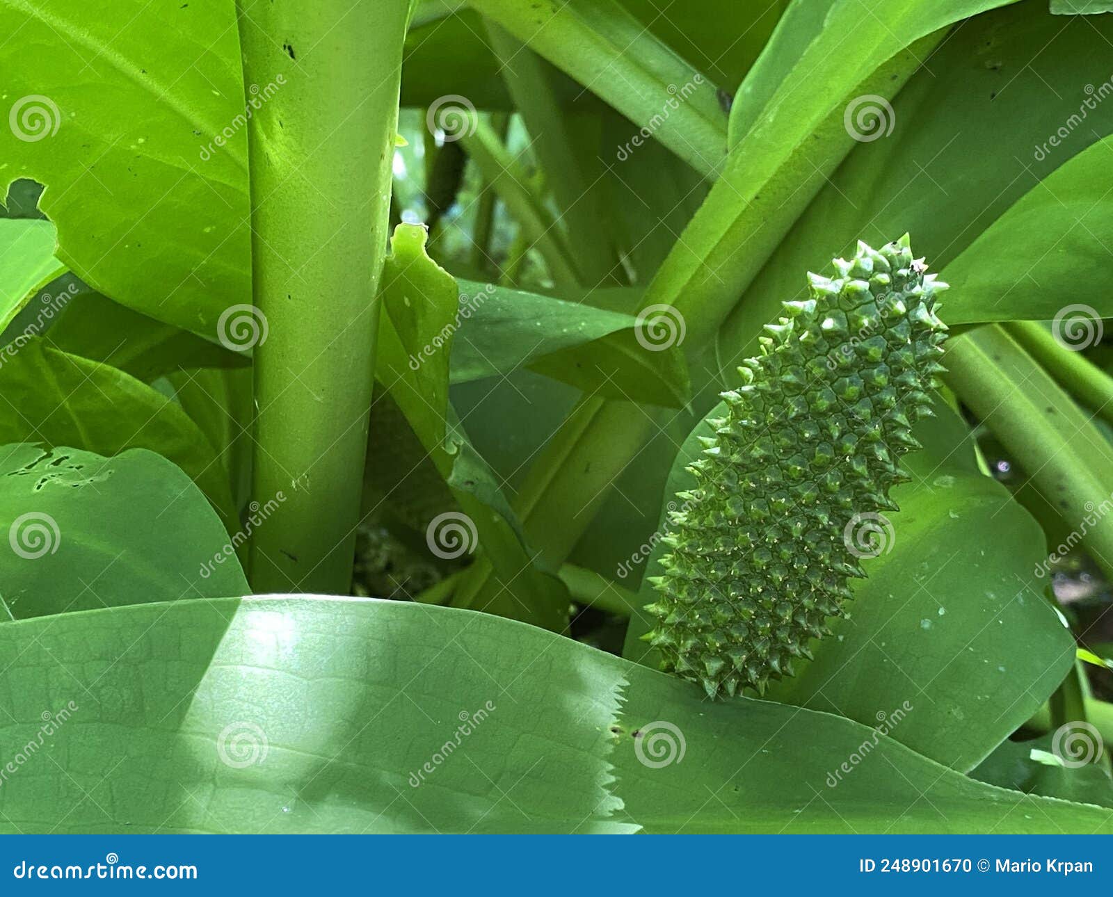 western skunk cabbage / lysichiton americanus / swamp lantern, american skunk-cabbage or amerikanischer stinktierkohl