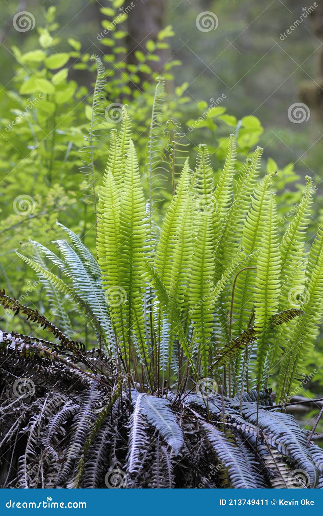 western sword fern polystichum munitum, carmanah walbran provincial park, british columbia