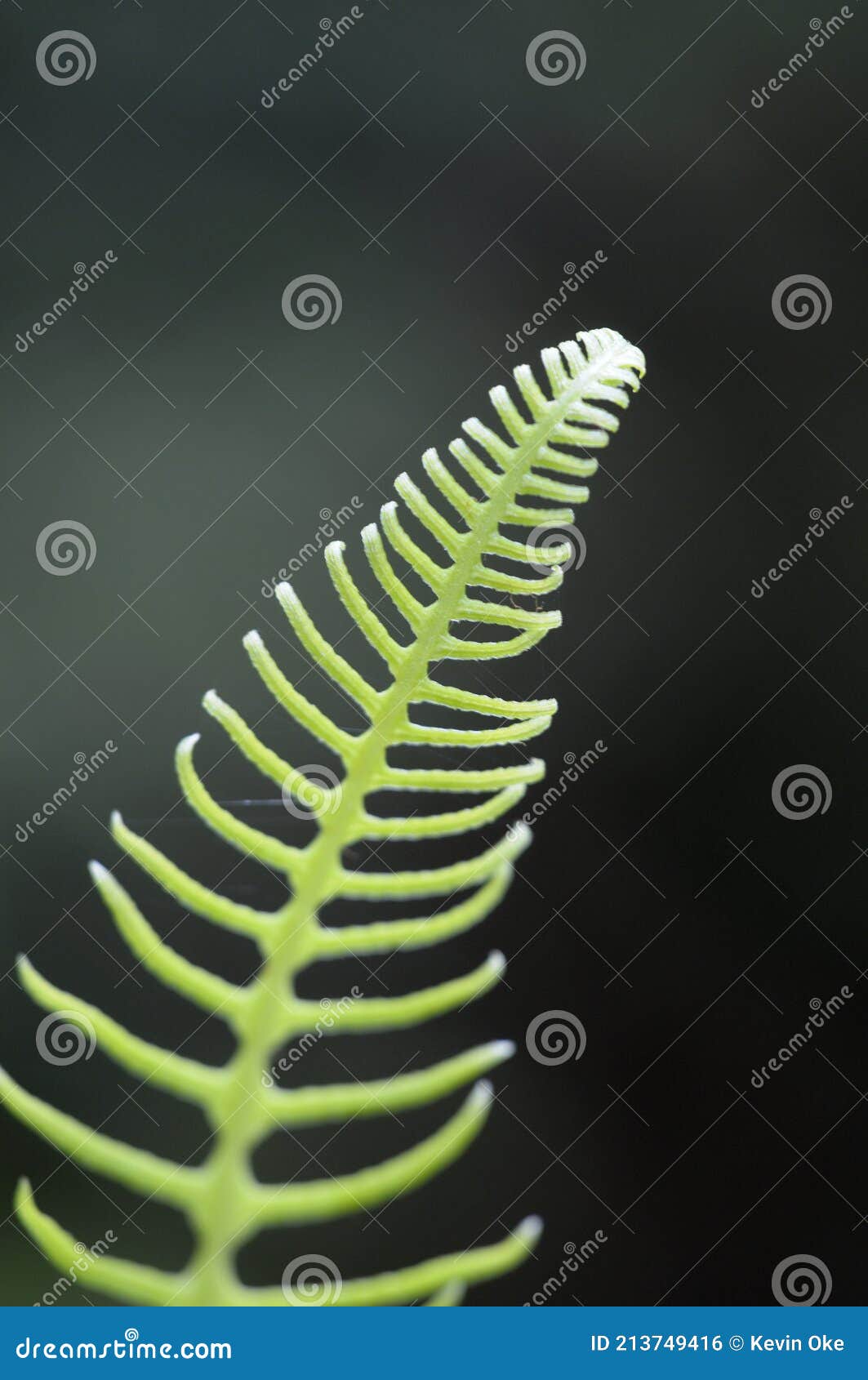 western sword fern polystichum munitum, carmanah walbran provincial park, british columbia