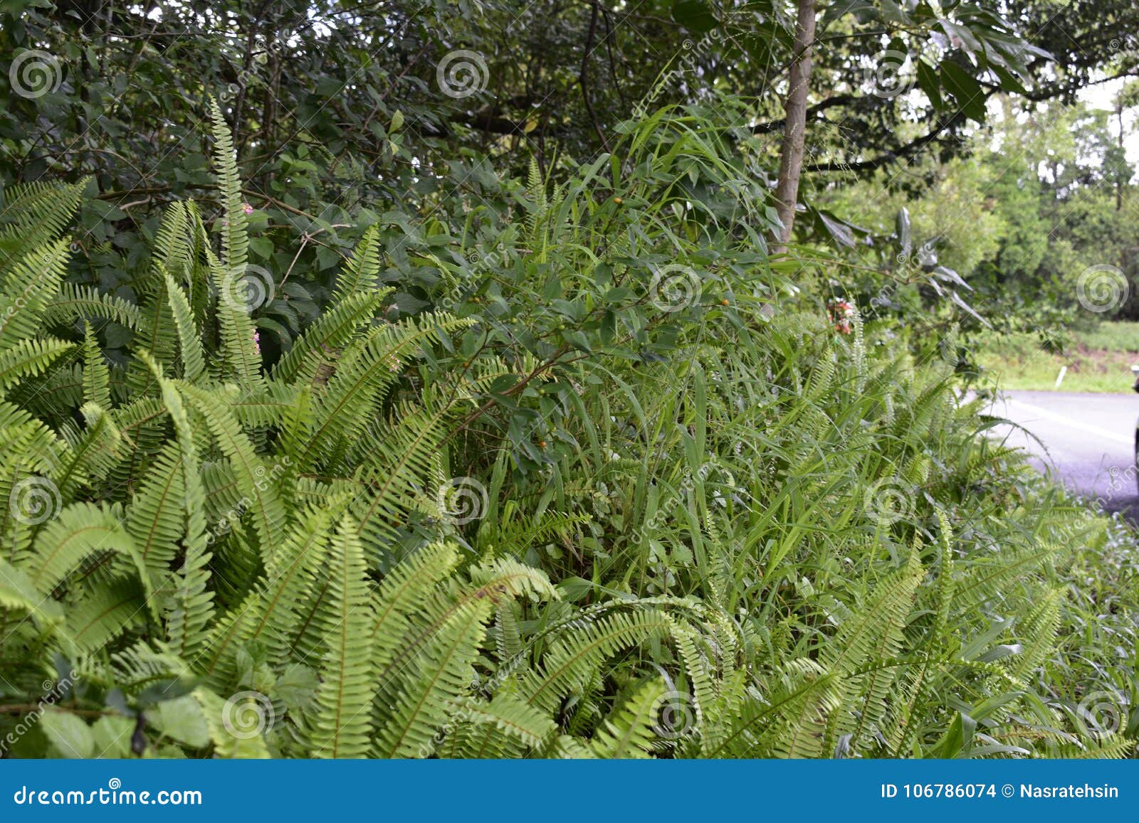 western sword fern polystichum munitum