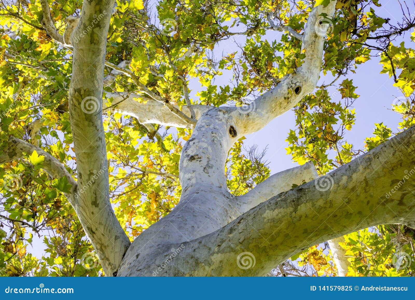 western sycamore tree platanus racemosa seen from below, california