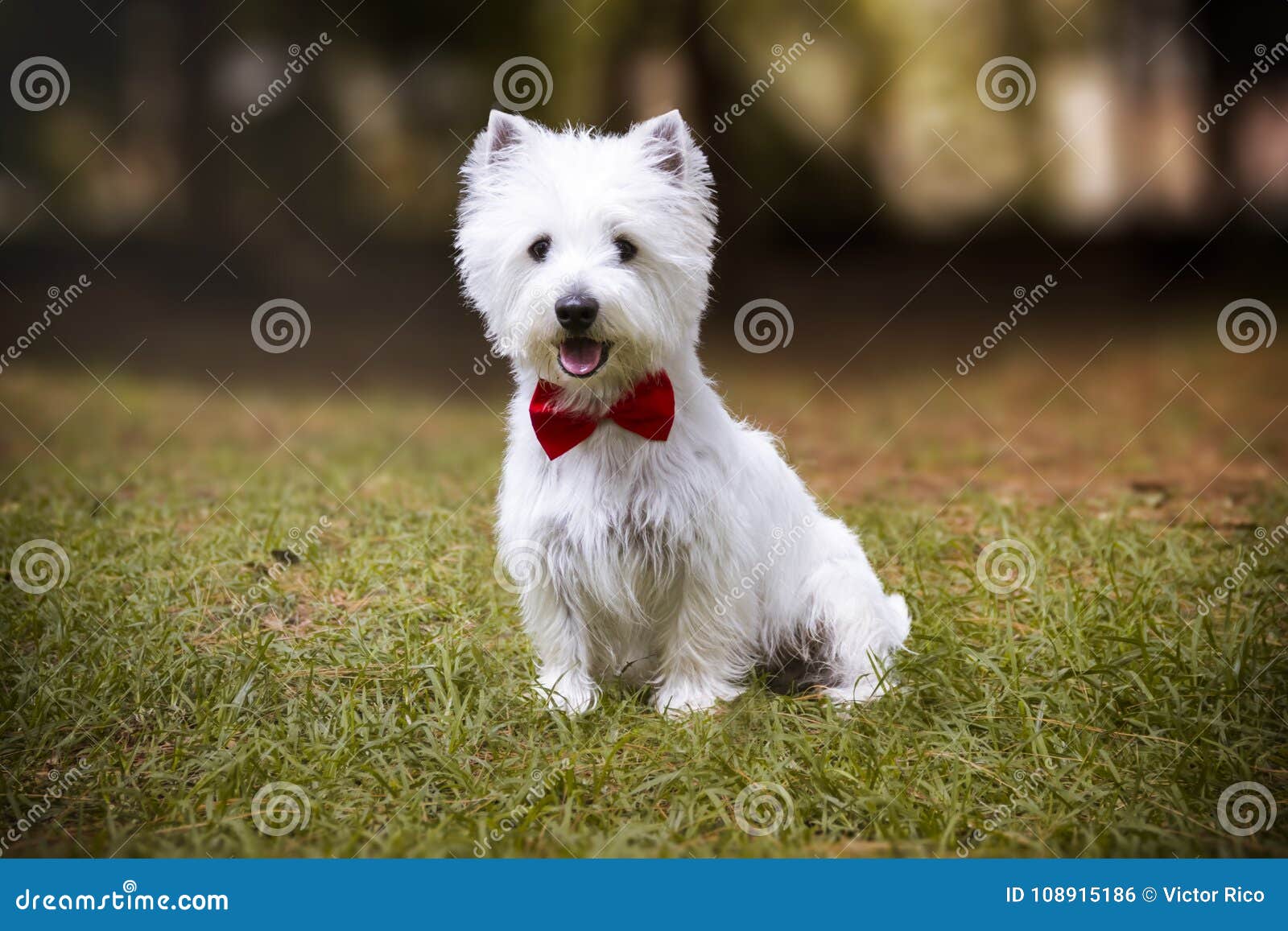 westie dog sitting on the grass next to the pine trees