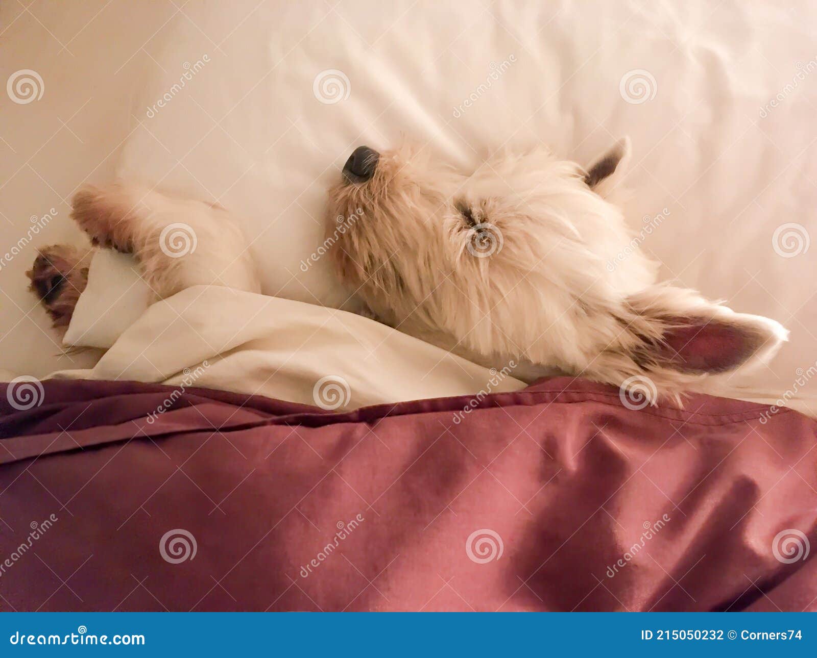 bed with space underneath for dog