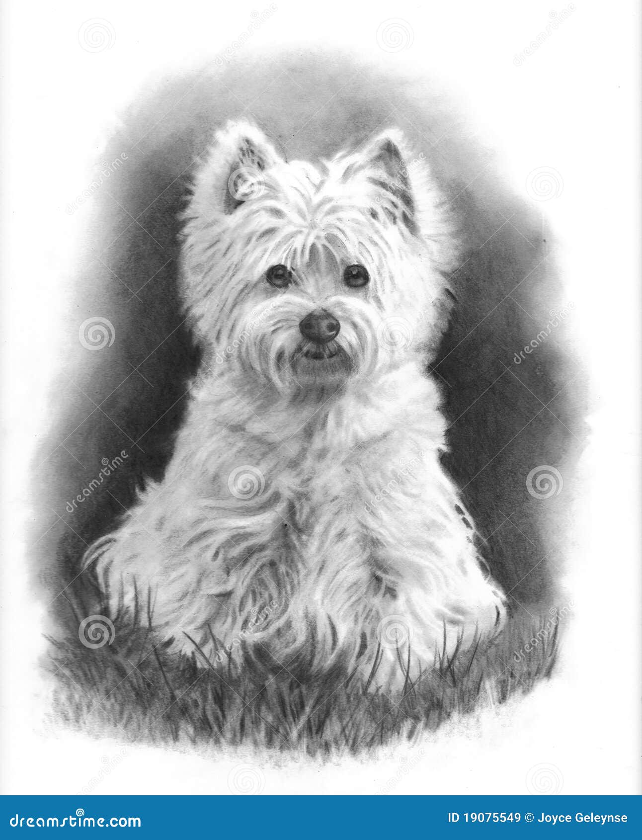 Westie Hund, BleistiftZeichnung Lizenzfreie Stockbilder Bild 19075549