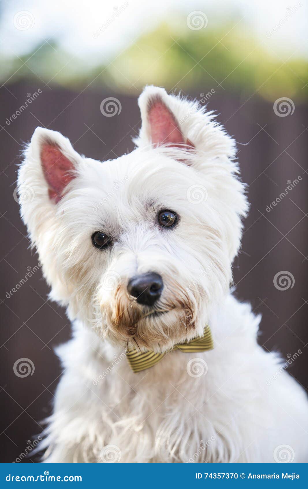 westie bow tie