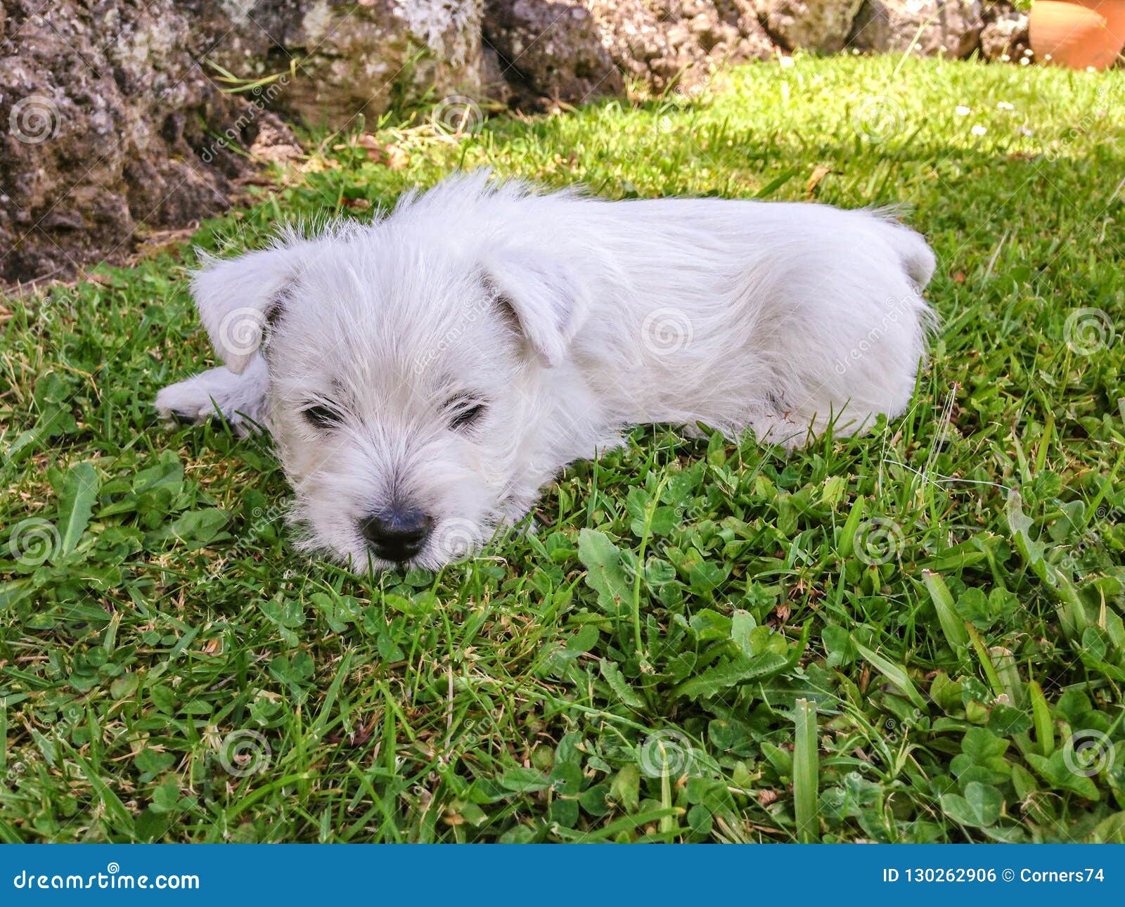 west highland white terrier dog breed