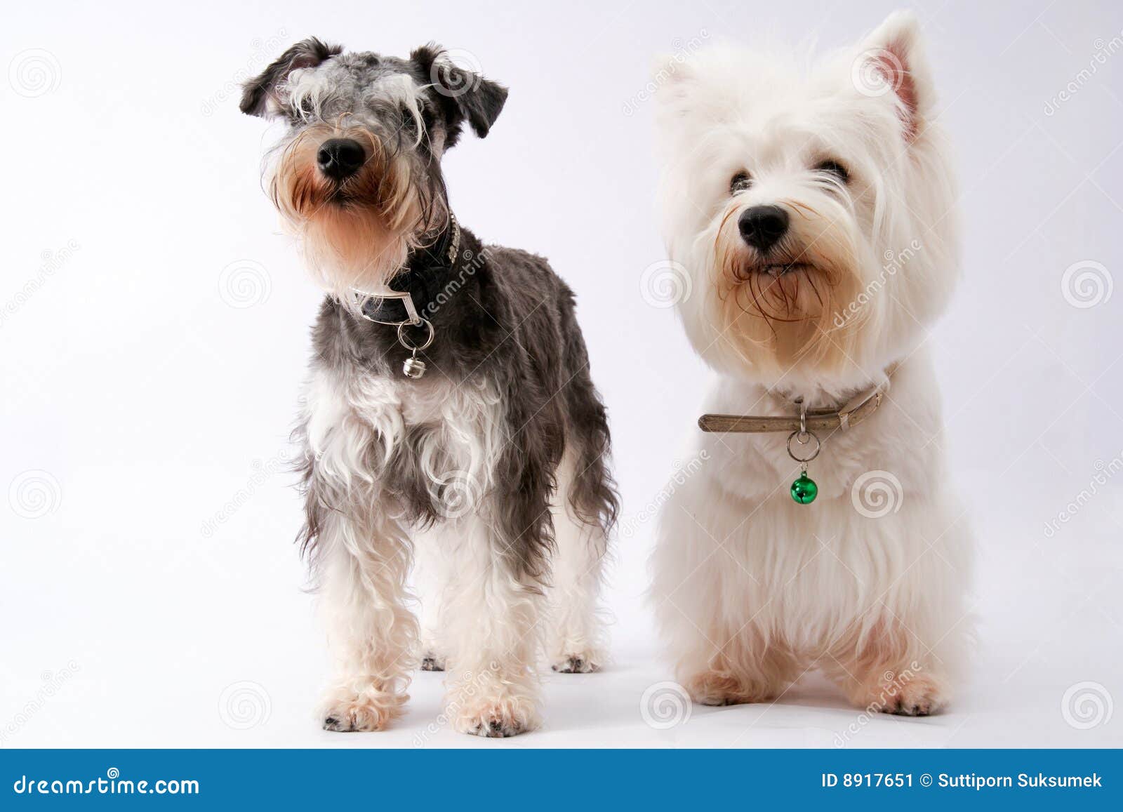 schnauzer x westie