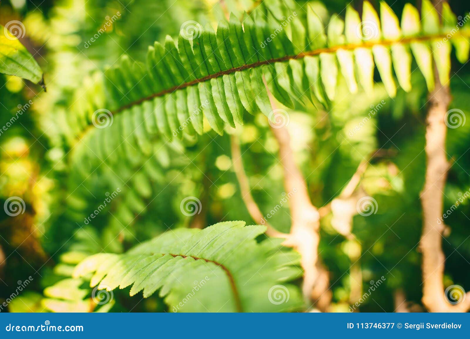 Westklingenfarn, Polystichum munitum, schöne Farne treiben im Wald Blätter. Westklingenfarn, Polystichum munitum, schöne Farne treiben im Wald, Naturhintergrund Blätter