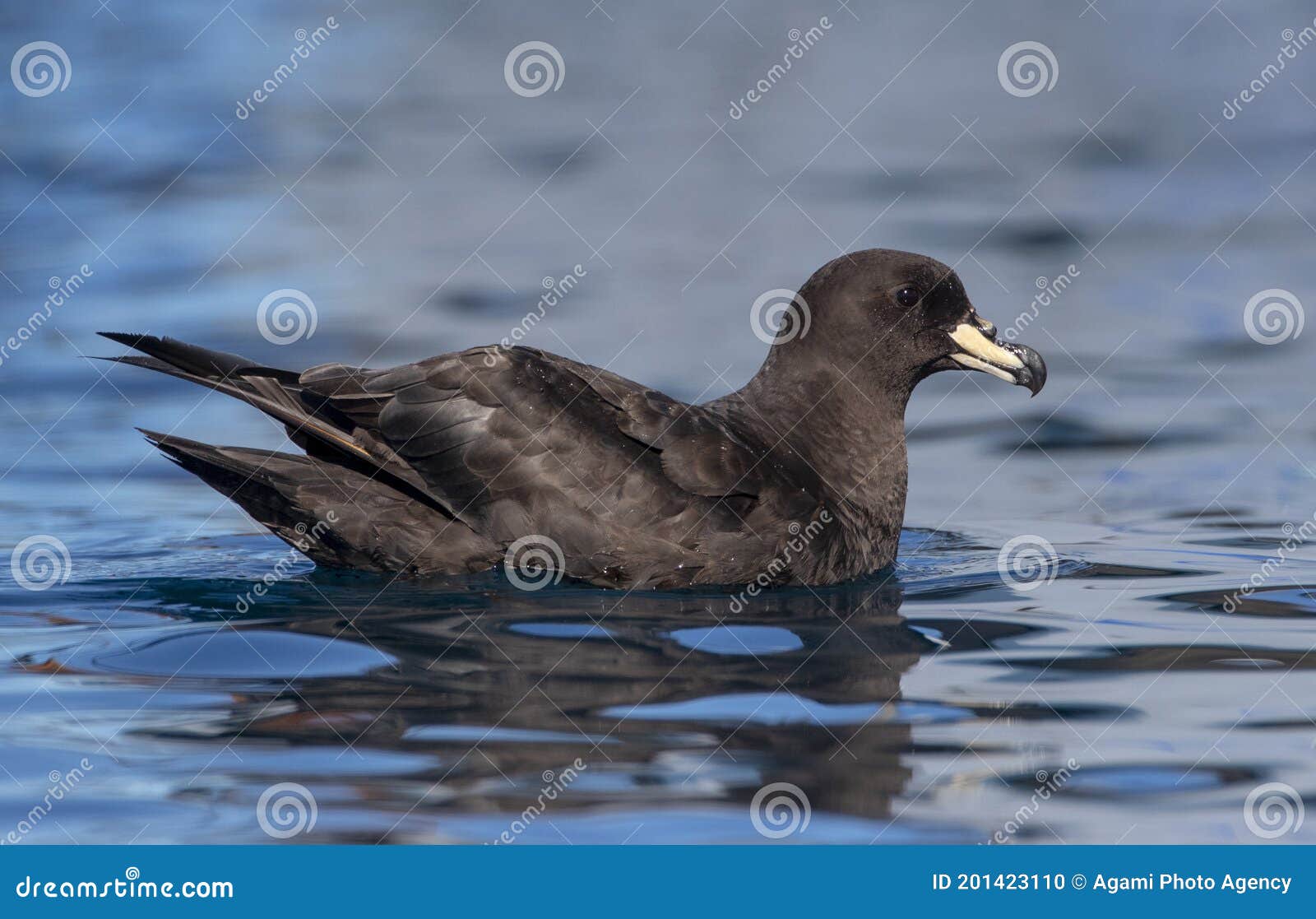 westland petrel, procellaria westlandica