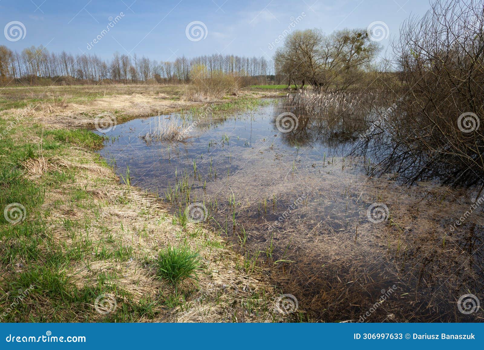 wet areas in an uncultivated meadow
