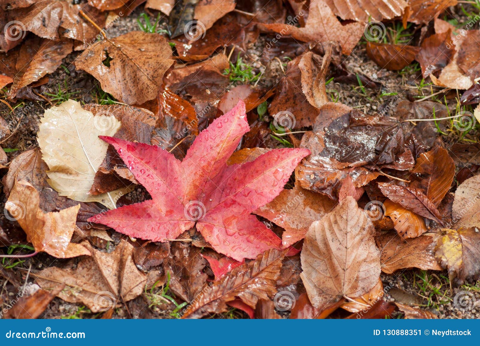 Wet Autumnal Leaves Falling on the Floor in Urban Par Stock Image ...