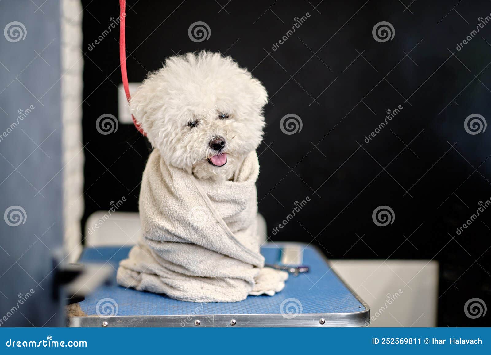 how do you bathe a bichon frise puppy