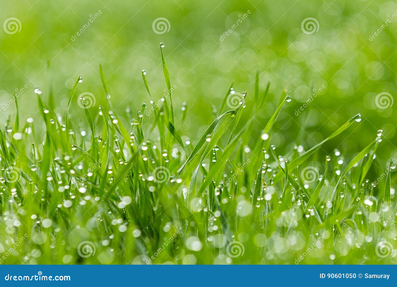Blades Of Grass In The Wind RoyaltyFree Stock Photo CartoonDealer
