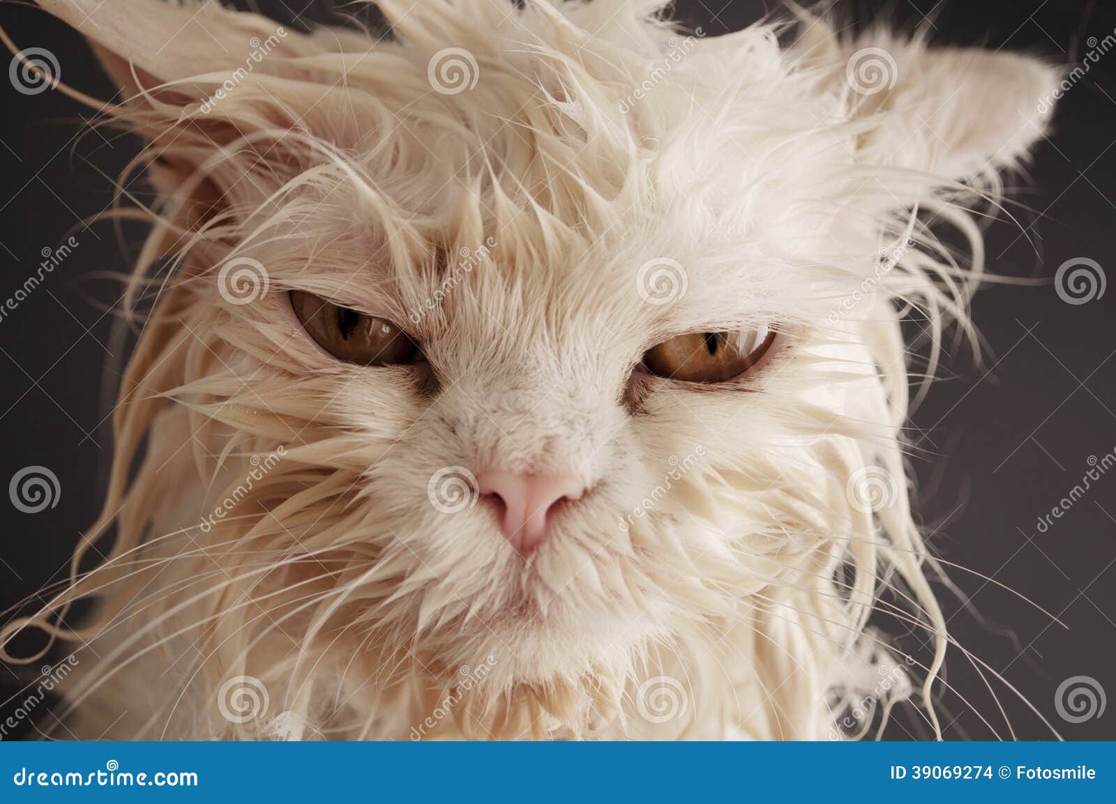 Wet cat stock photo. Image of adorable, white, kitty 39069274