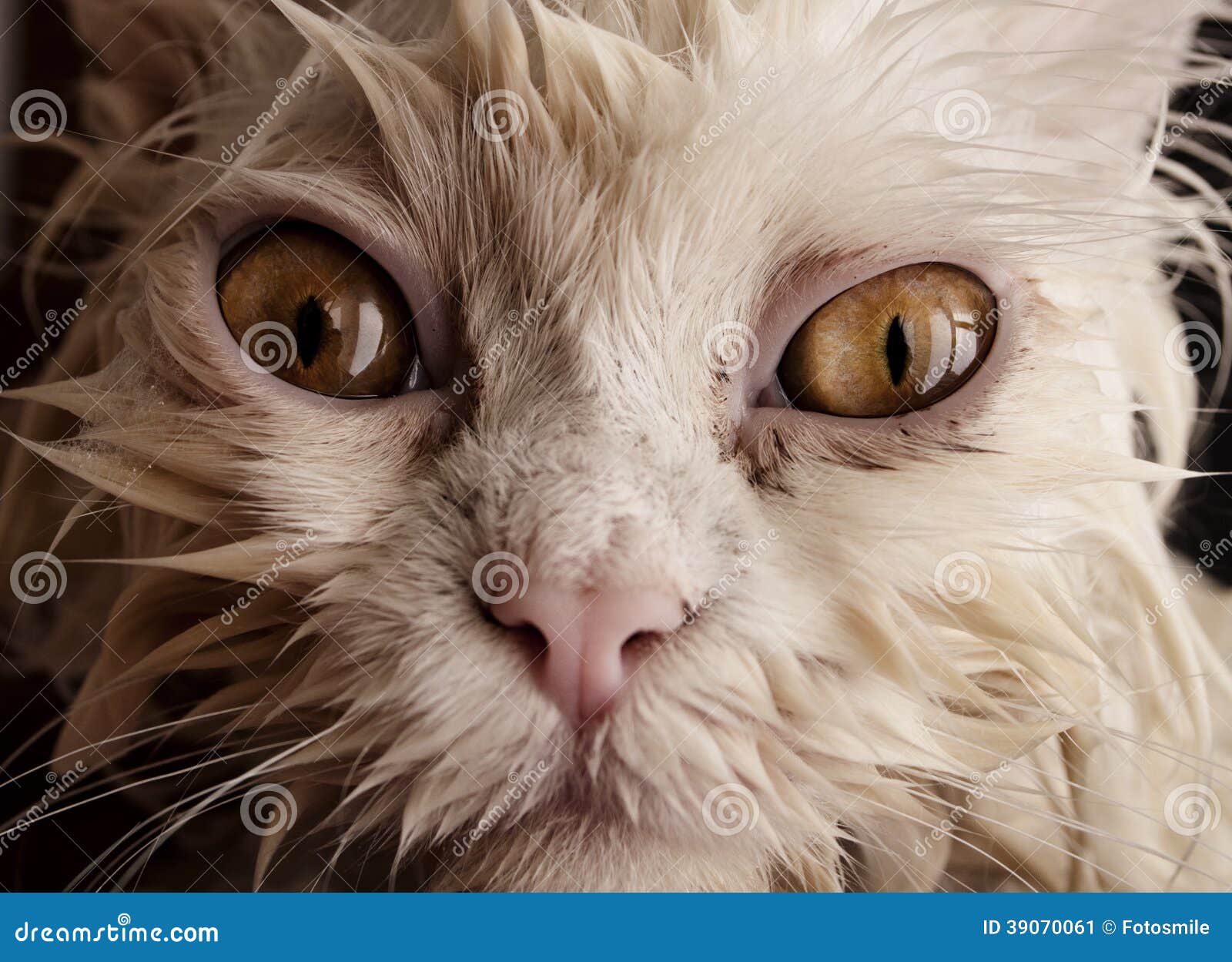Black Cute Soggy Cat after a Bath, Funny Angry Little Demon. Pet Care Stock  Photo