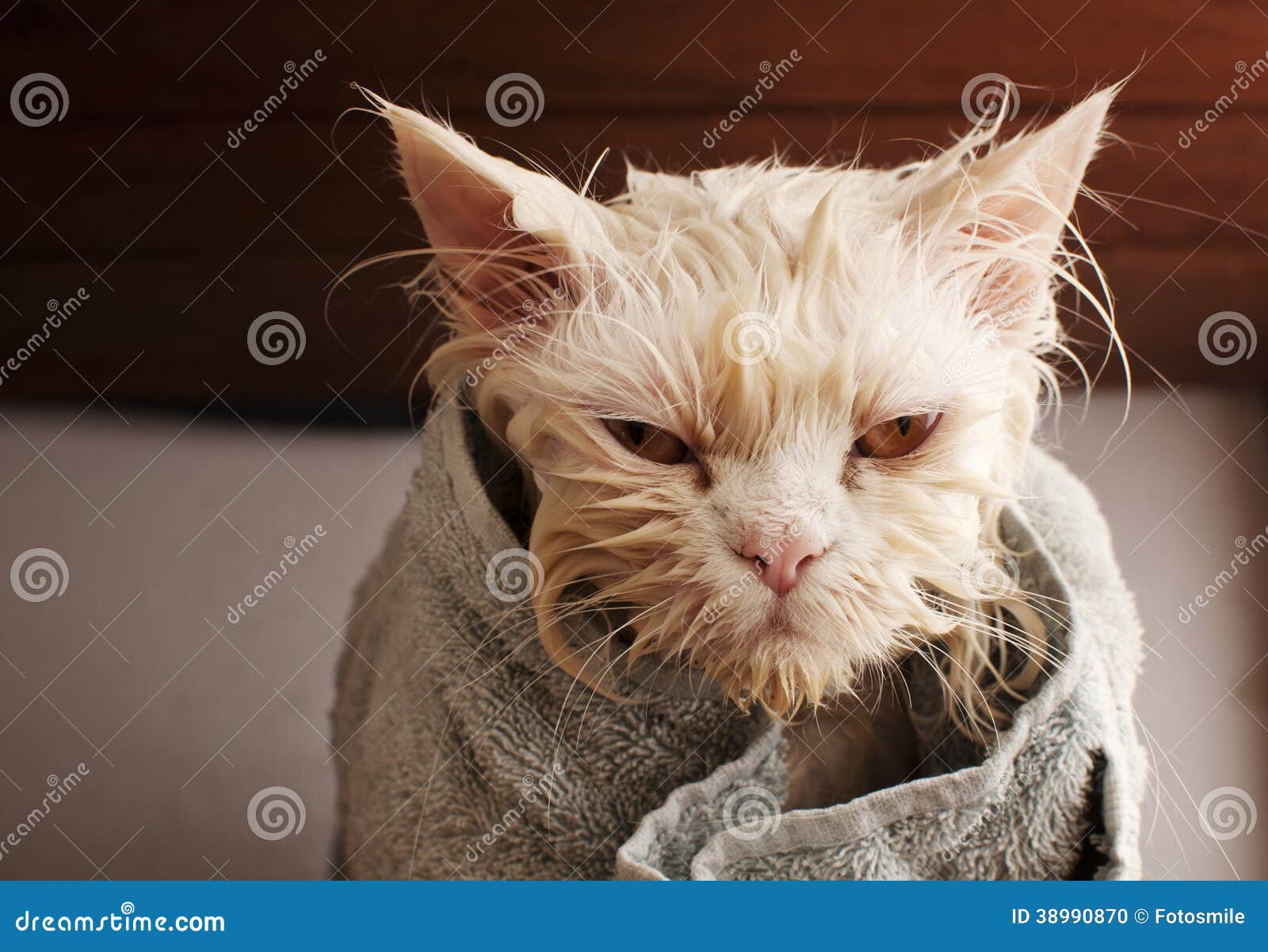 wet cat