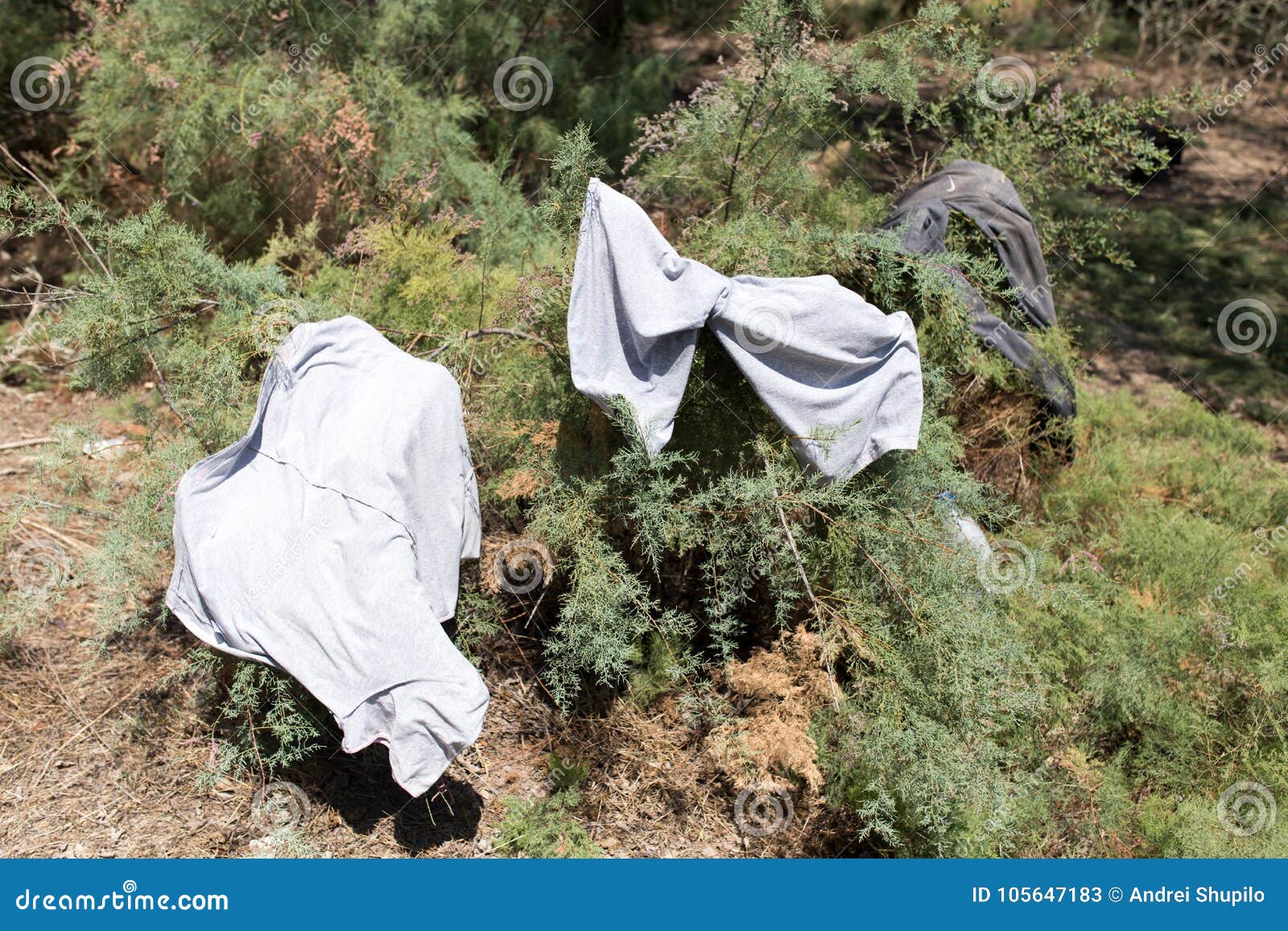Wet Clothes Hanging in a Tree Stock Image Image of fashion, rustic