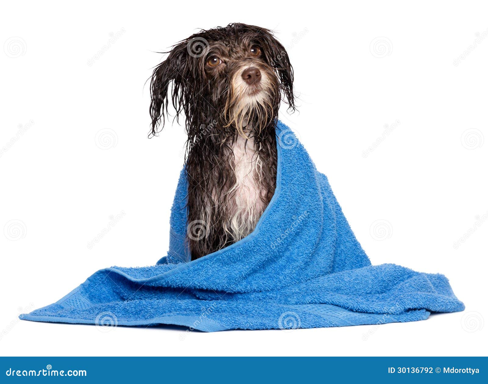 chocolate havanese dog