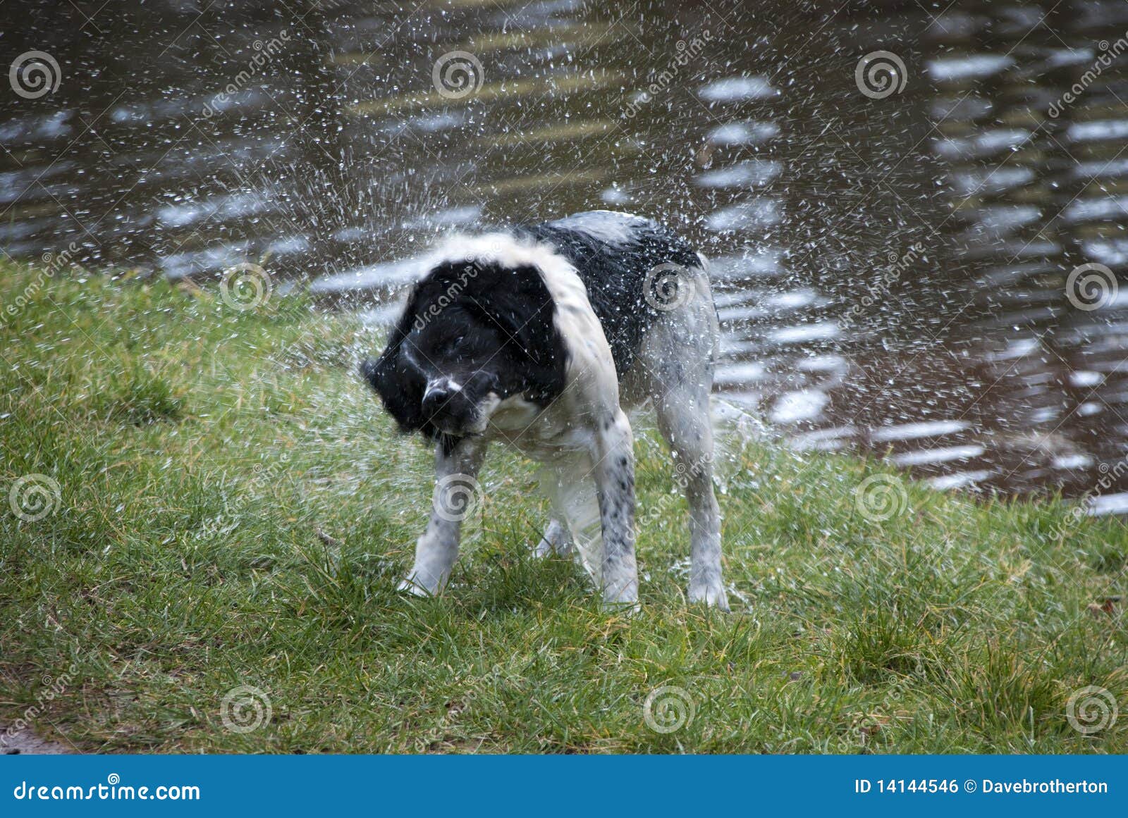 wet dog