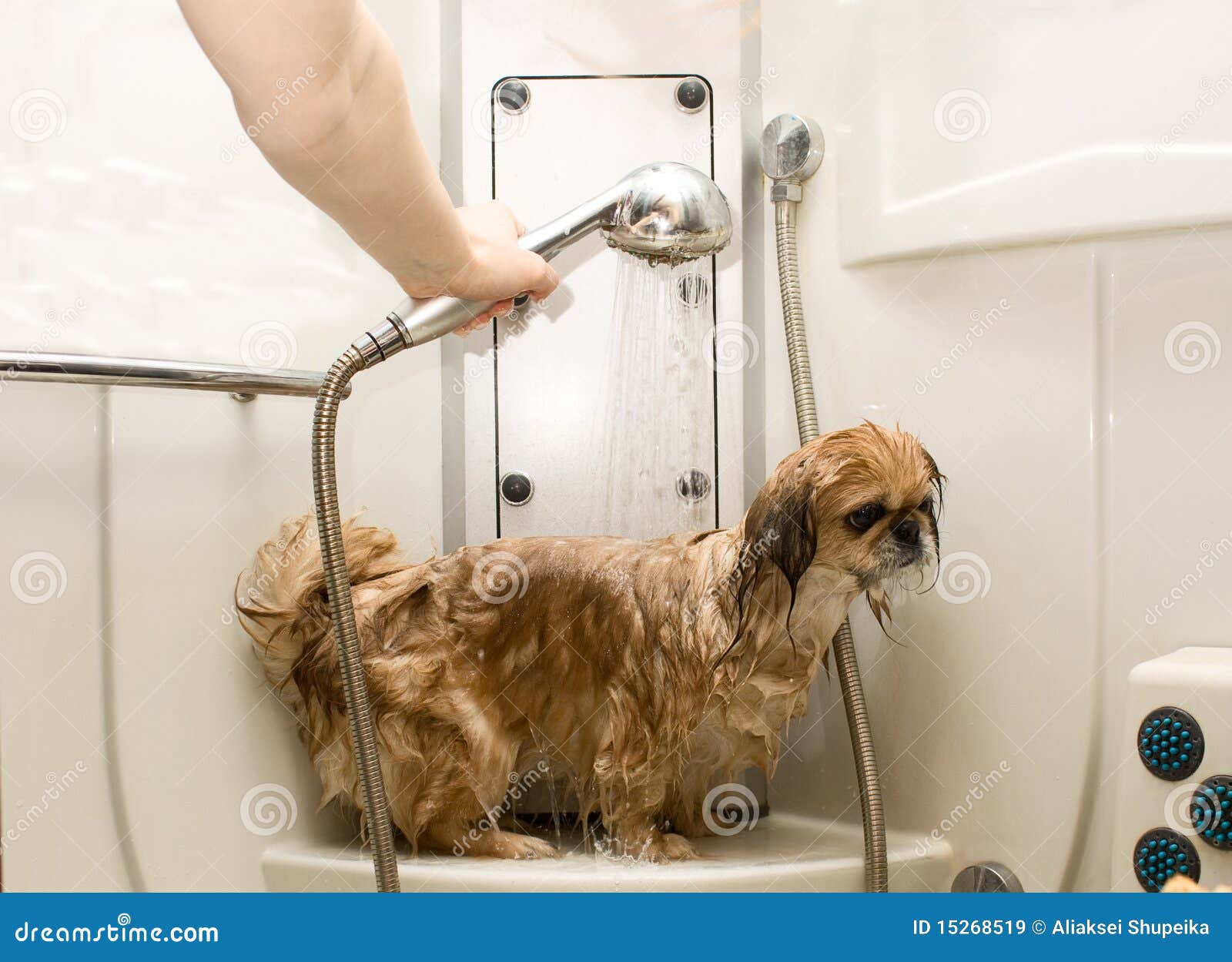 Wet dog stock image. Image of frame, pets, adult, occupation 15268519