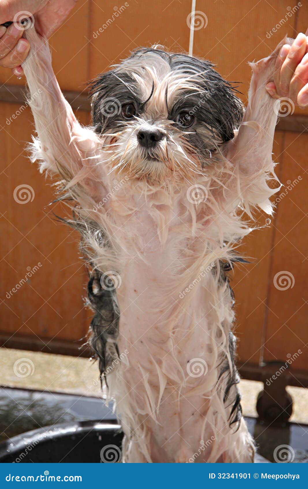 Wet dog after a bath. stock image. Image of dachshund 32341901