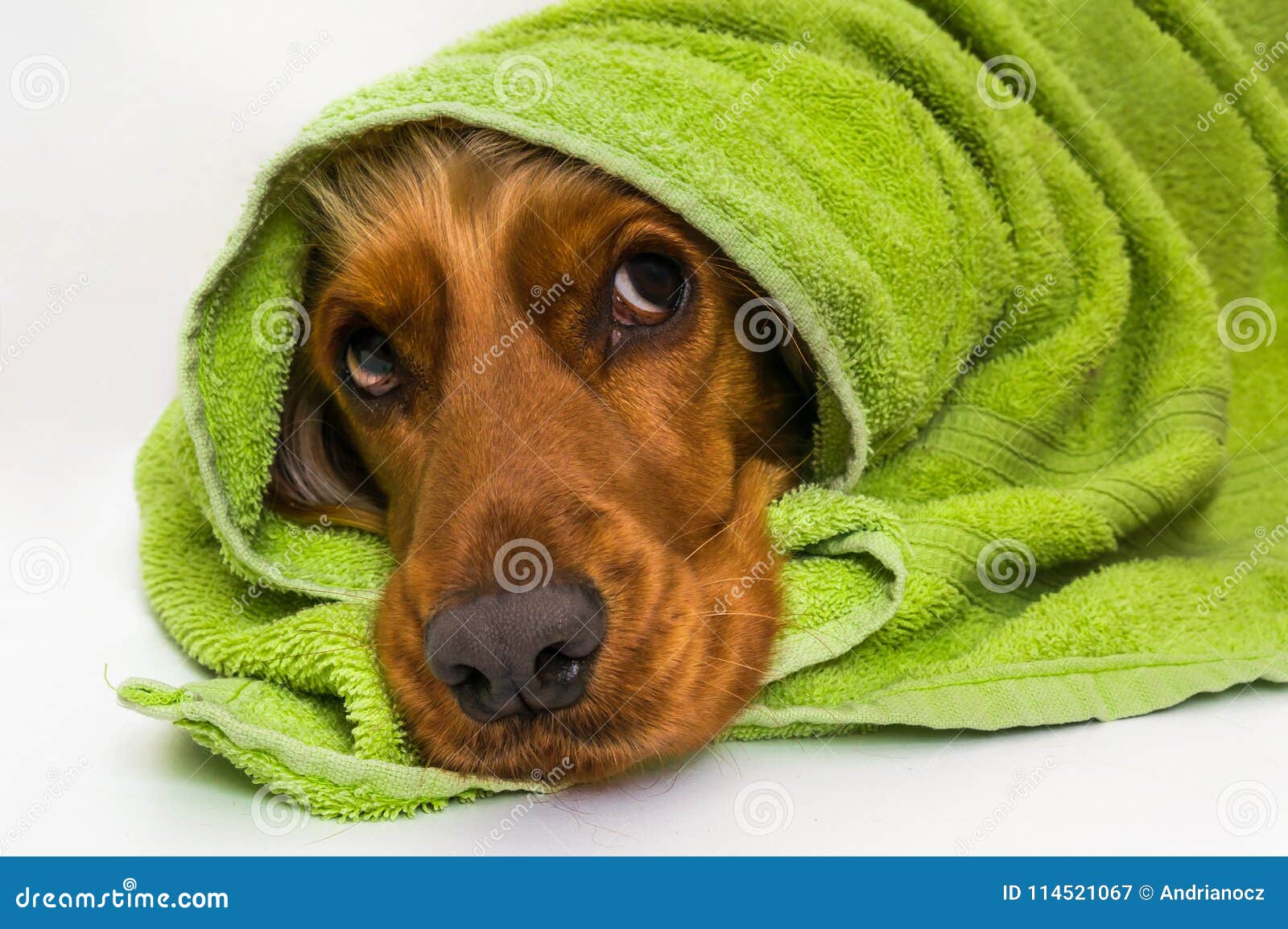 Wet Dog after the Bath with a Green Towel Stock Image Image of clean