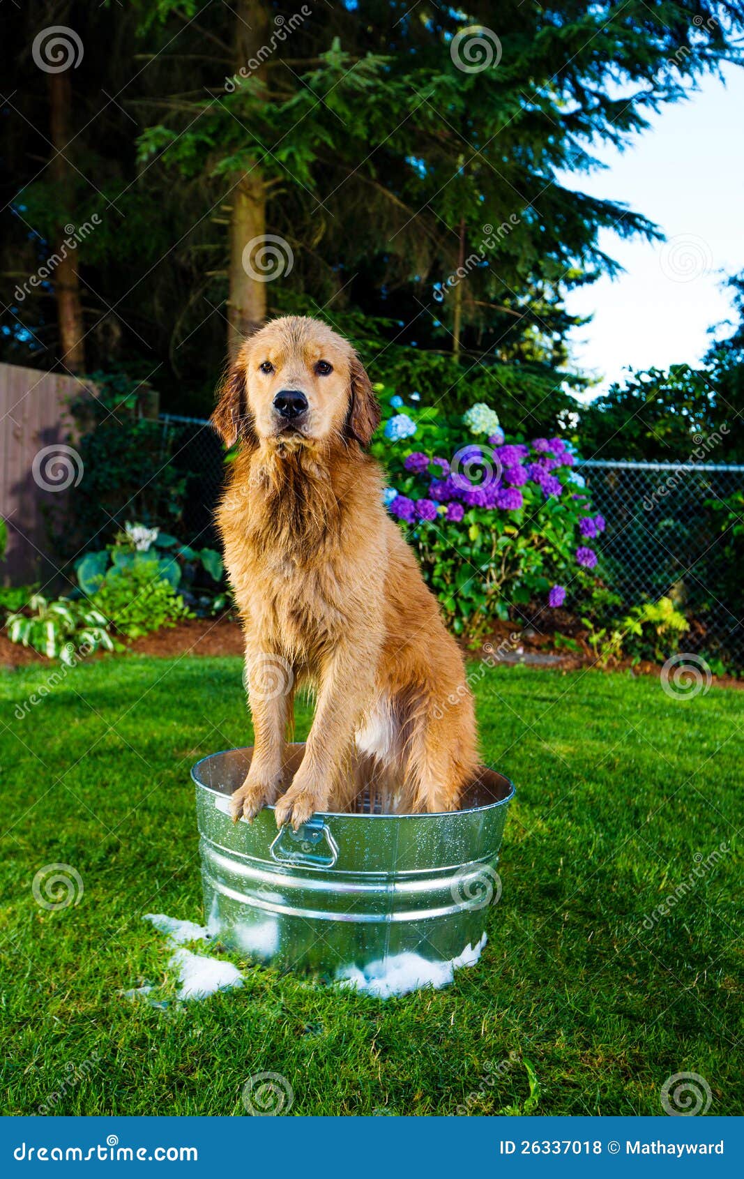 Wet Dog in a bubble bath stock photo. Image of metal 26337018