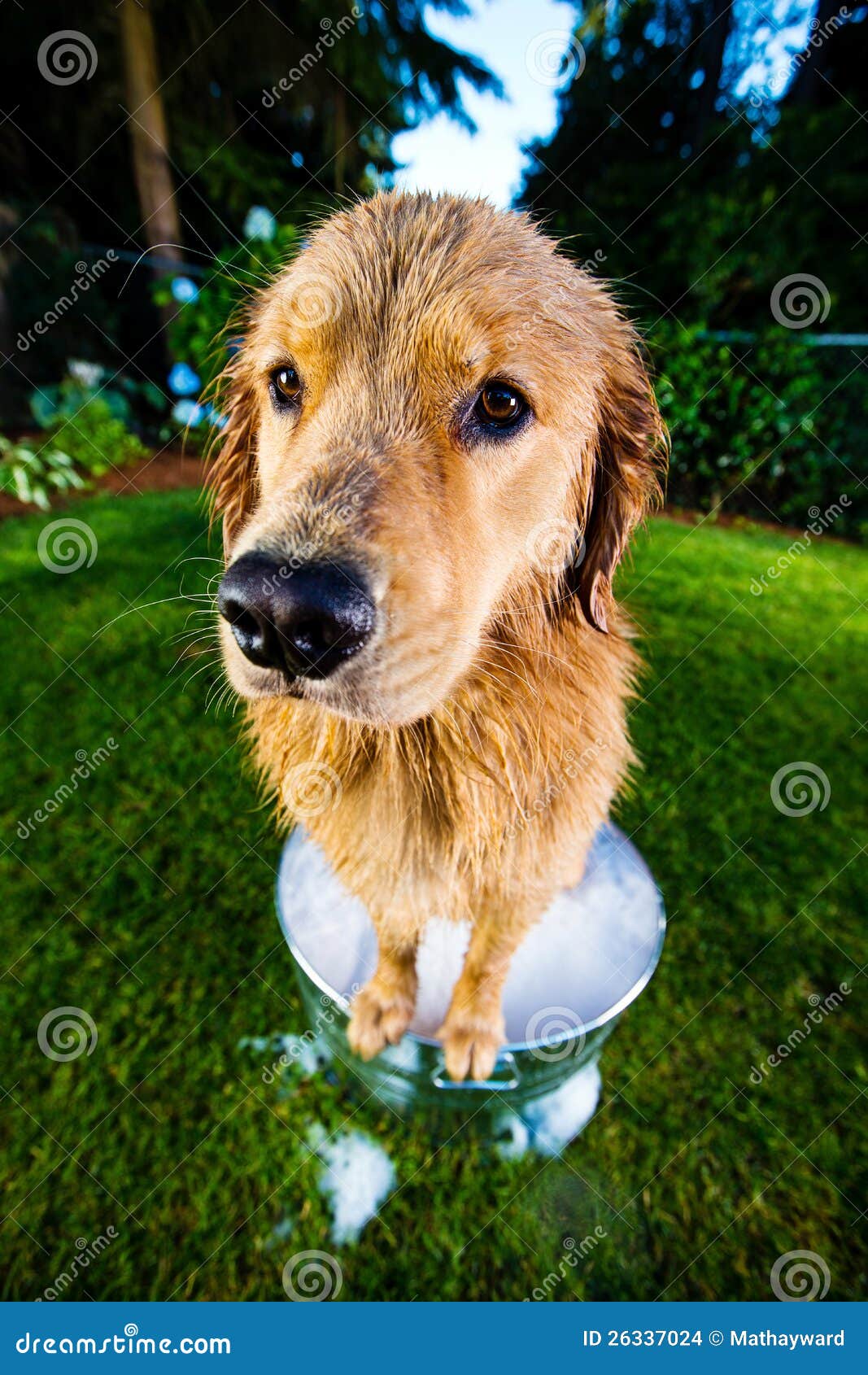 Wet Dog in a bubble bath stock photo. Image of nose, bubbles 26337024