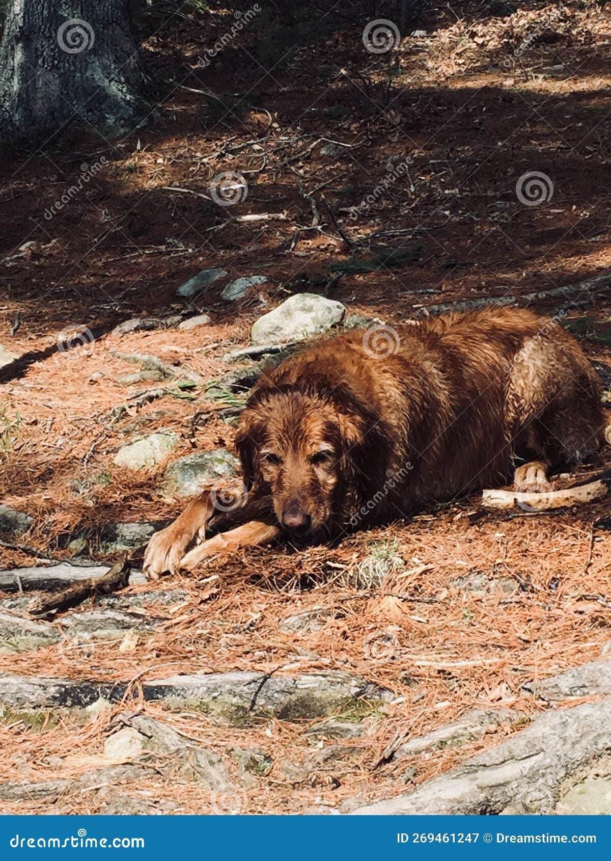 wet dog, drowned rat,.. tuckered tied out golden retriever