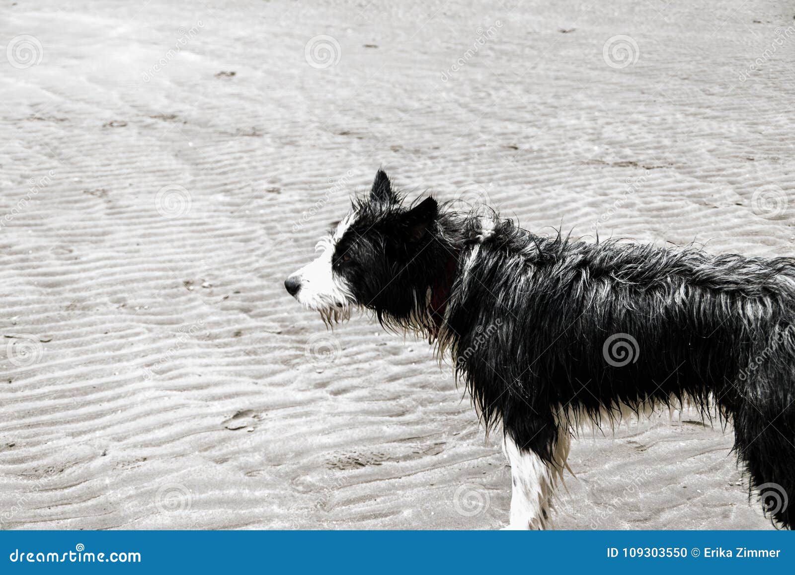 wet dog in puerto piramides beach, sun, waves and sand, beautiful day.