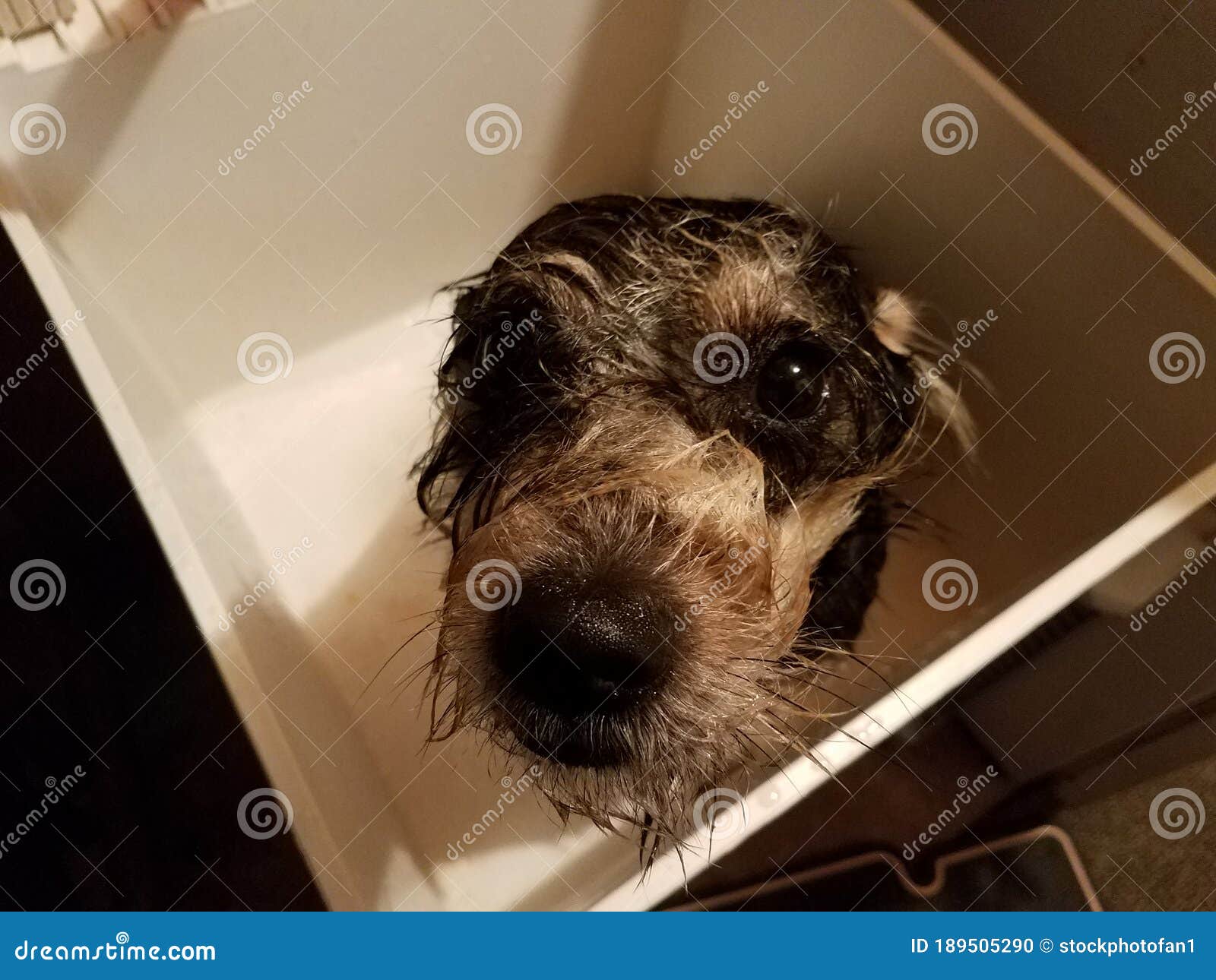 Wet Dog Taking a Bath in Utility Sink Stock Photo Image of bathing