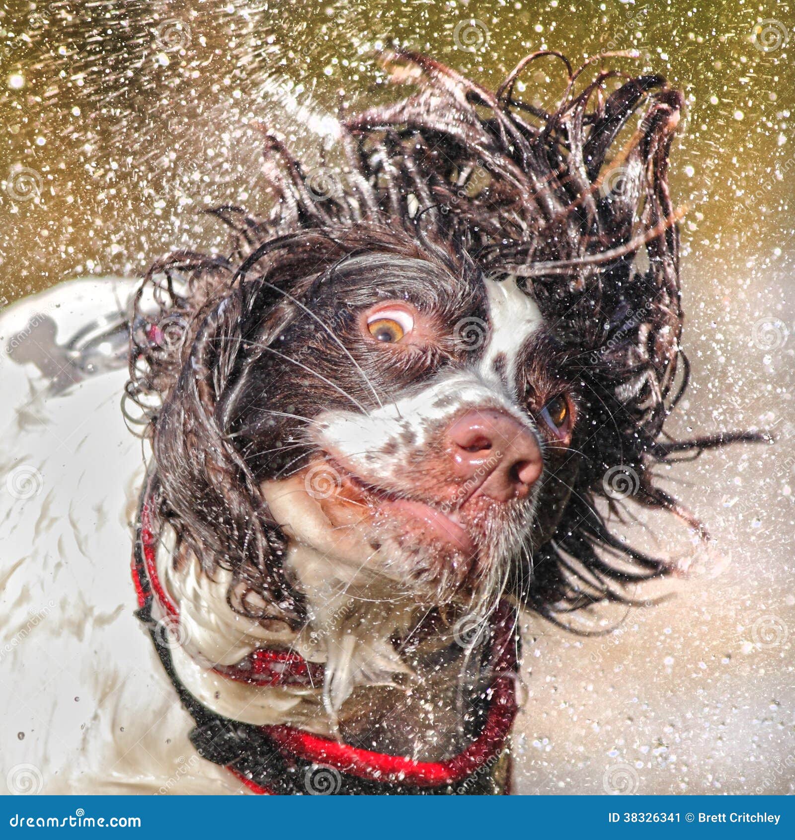 Shaking Dog RoyaltyFree Stock Image 5435758