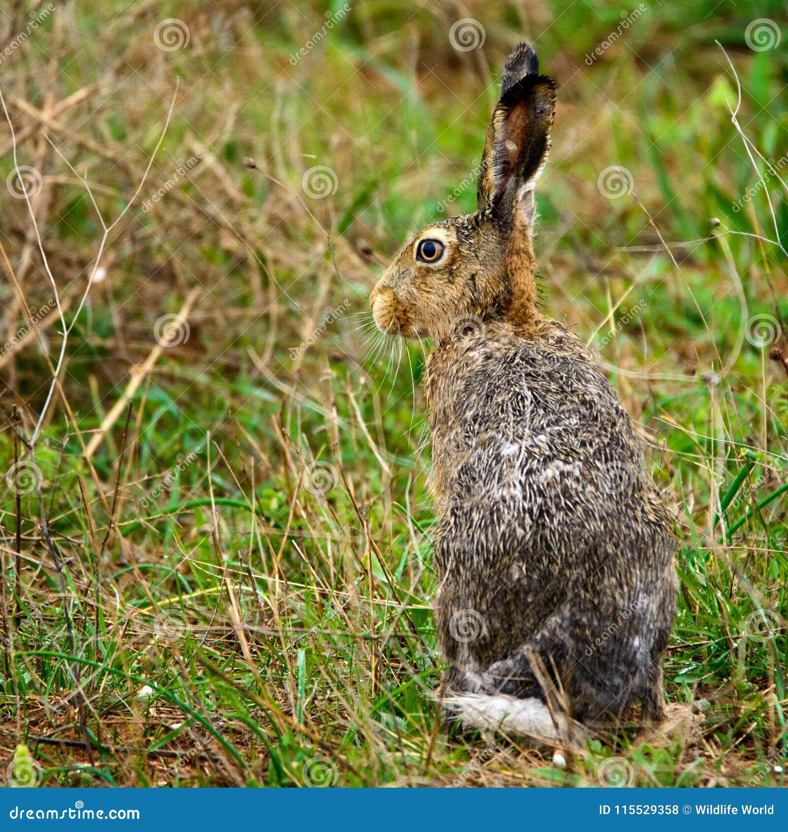 Wet European Hare Stands on the Grass Lepus Europaeus Stoc
